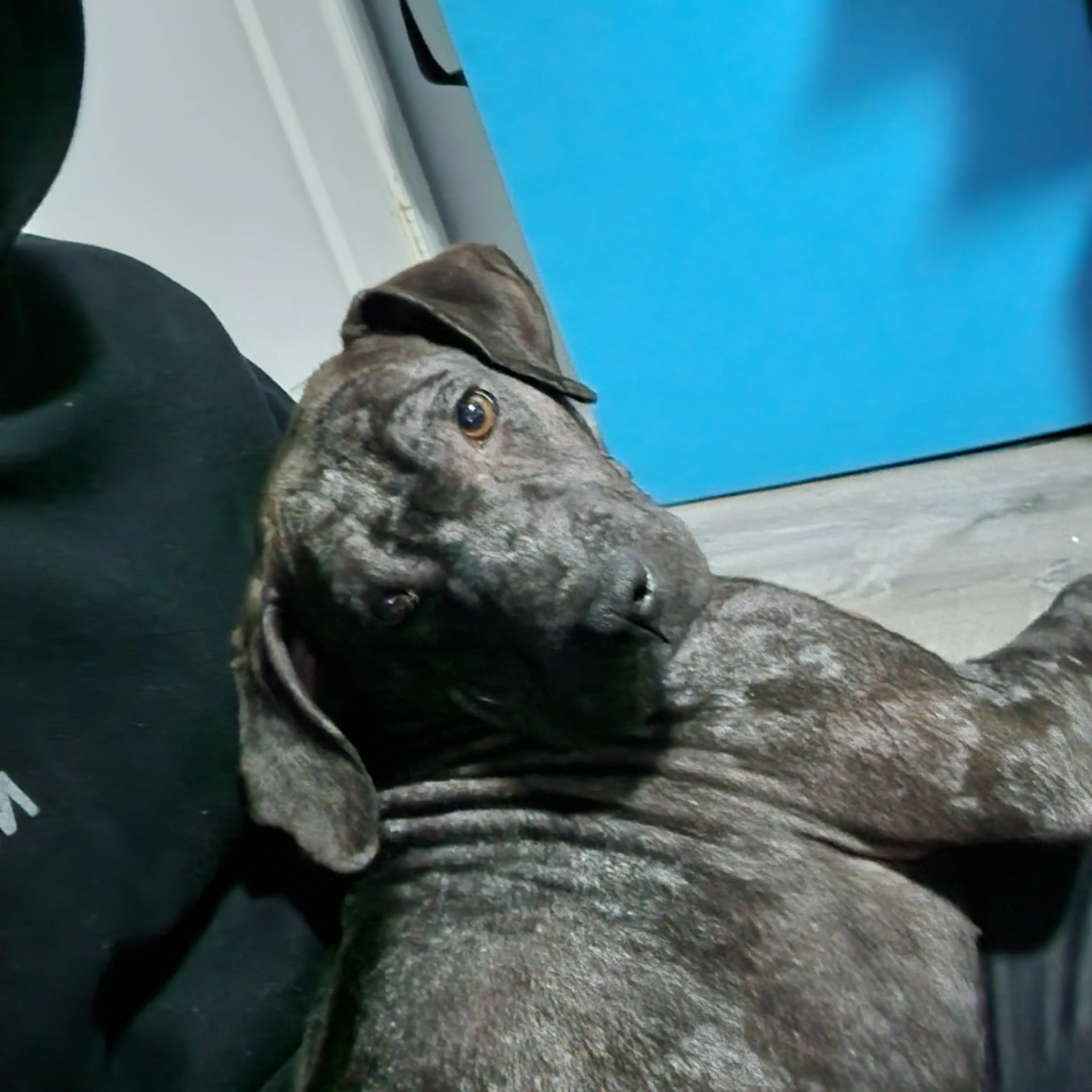 Found pet-4