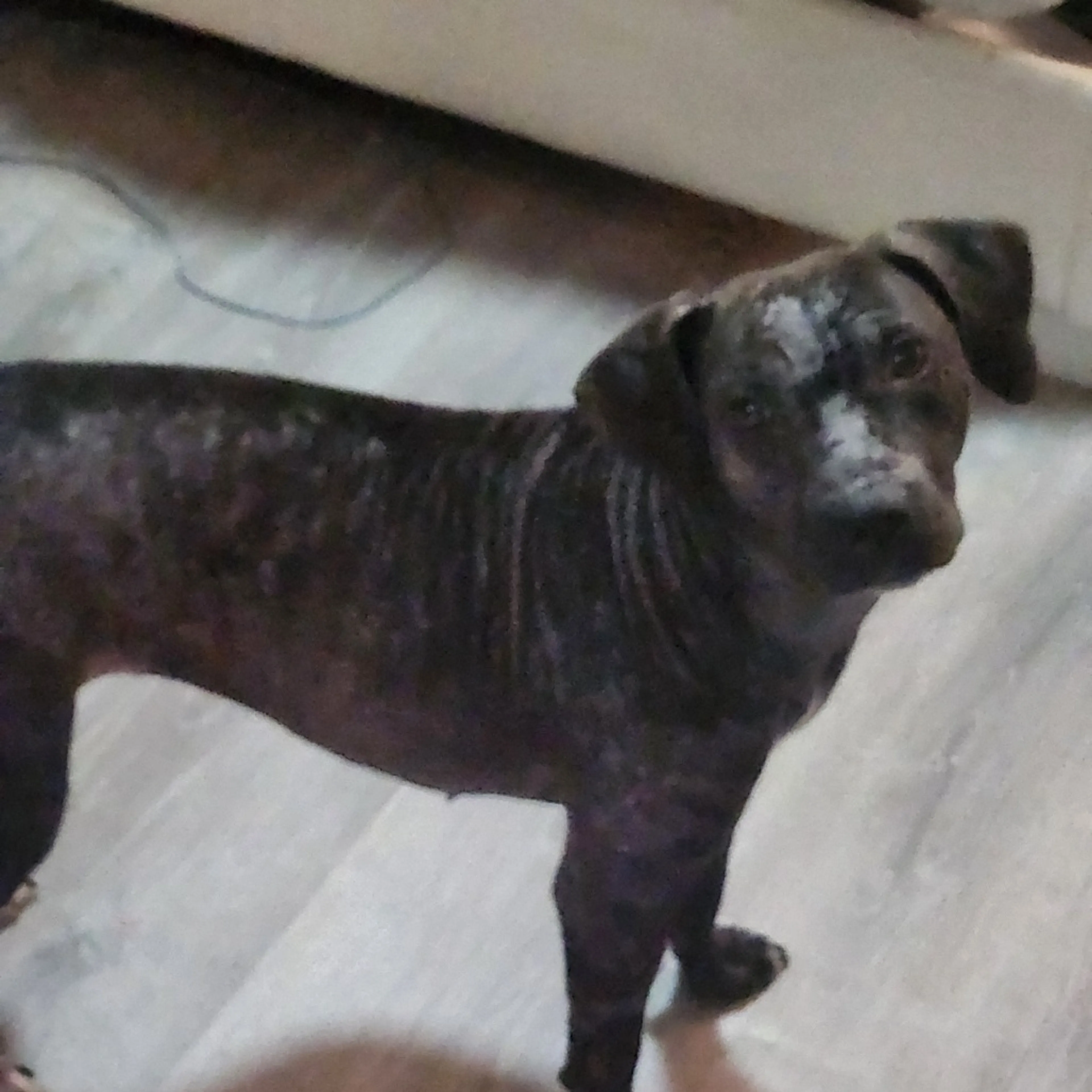 Found pet-5