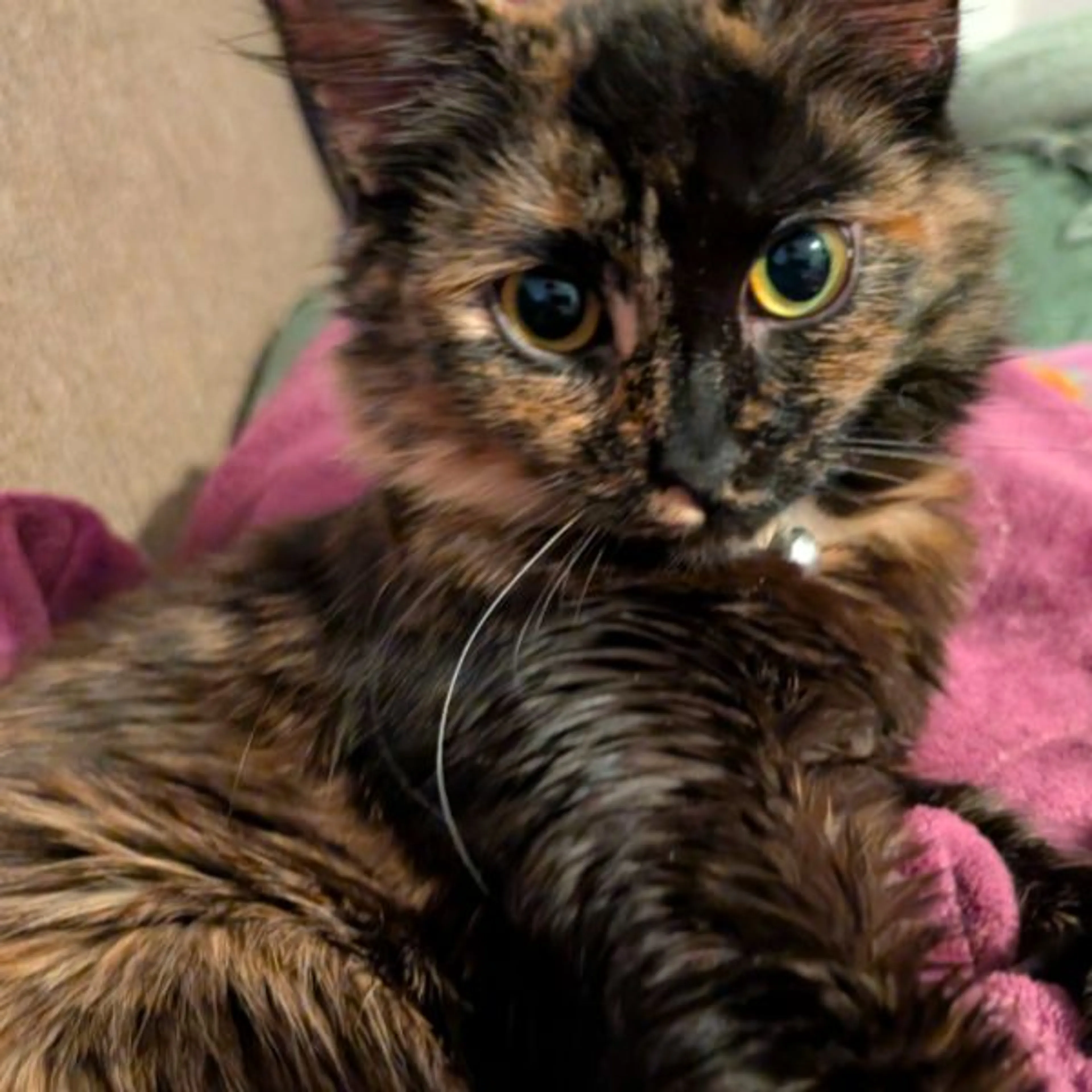 Lost pet-0
