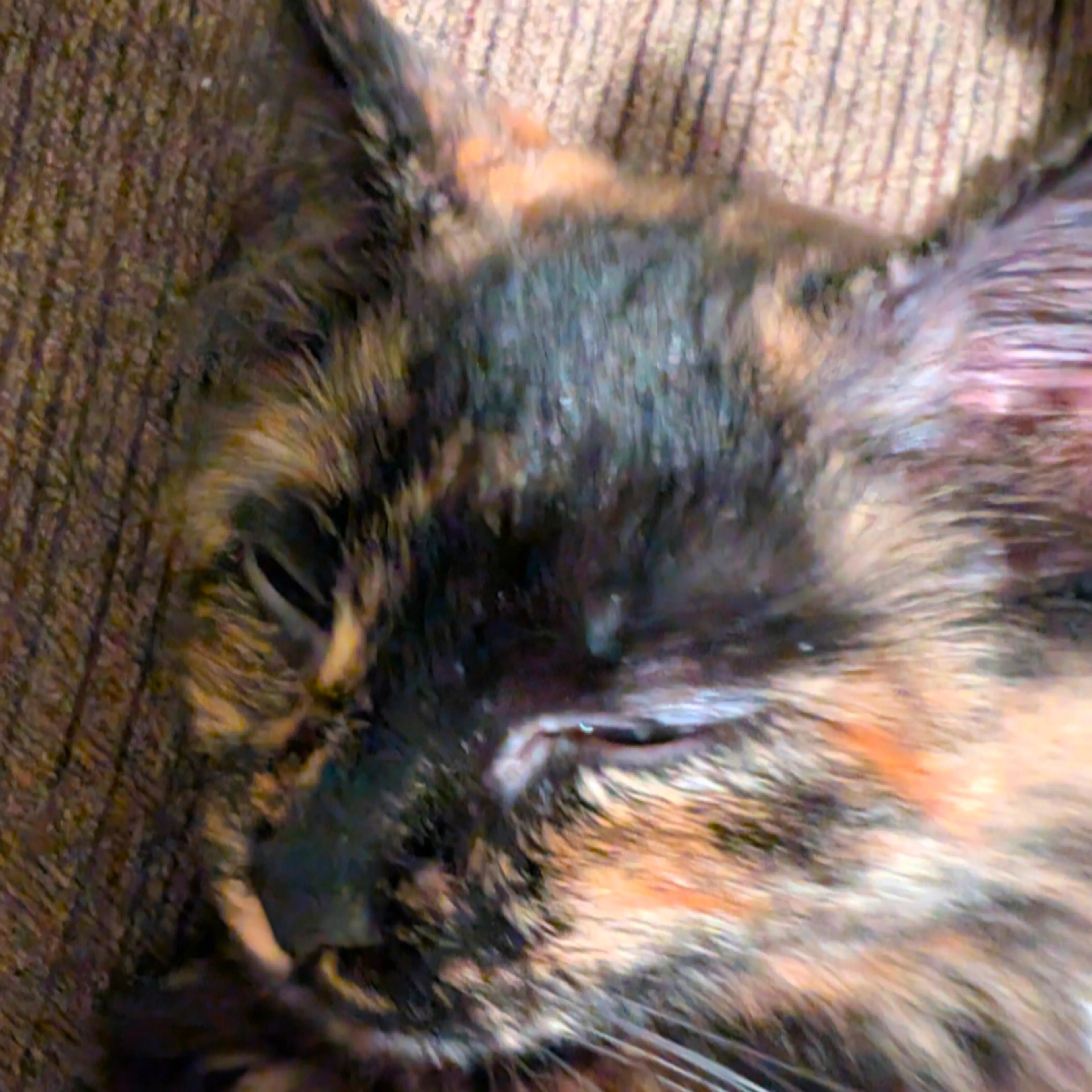 Lost pet-2