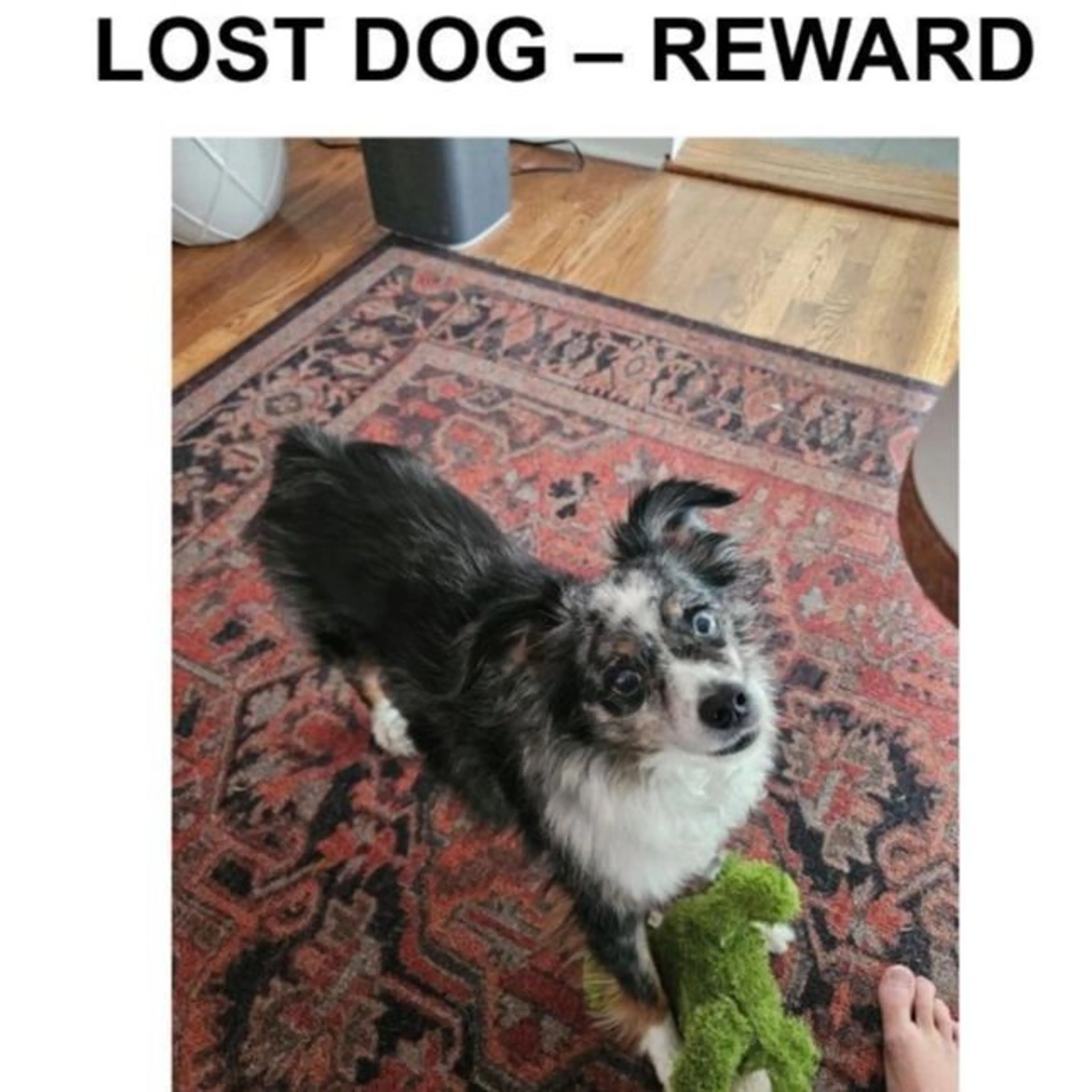 Lost pet-0