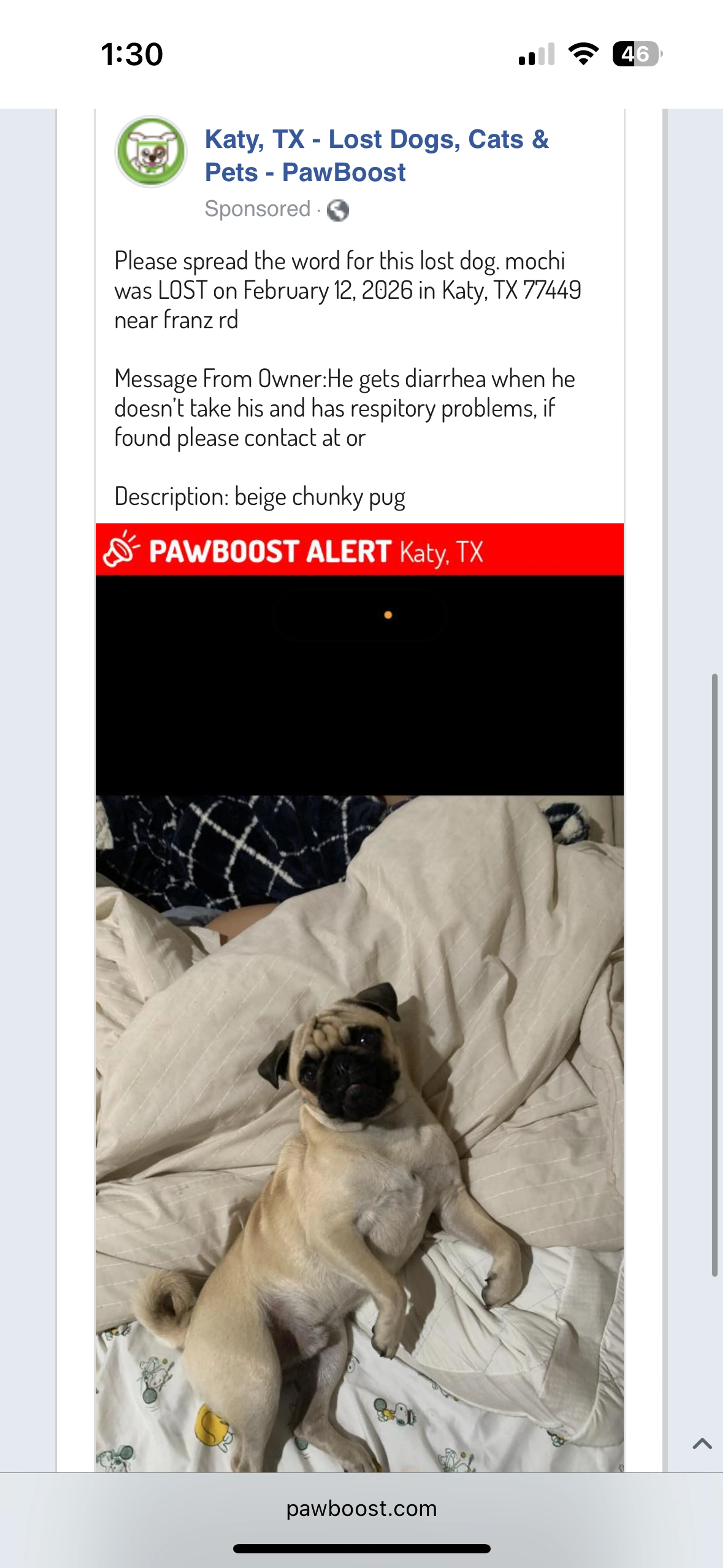 Lost pet