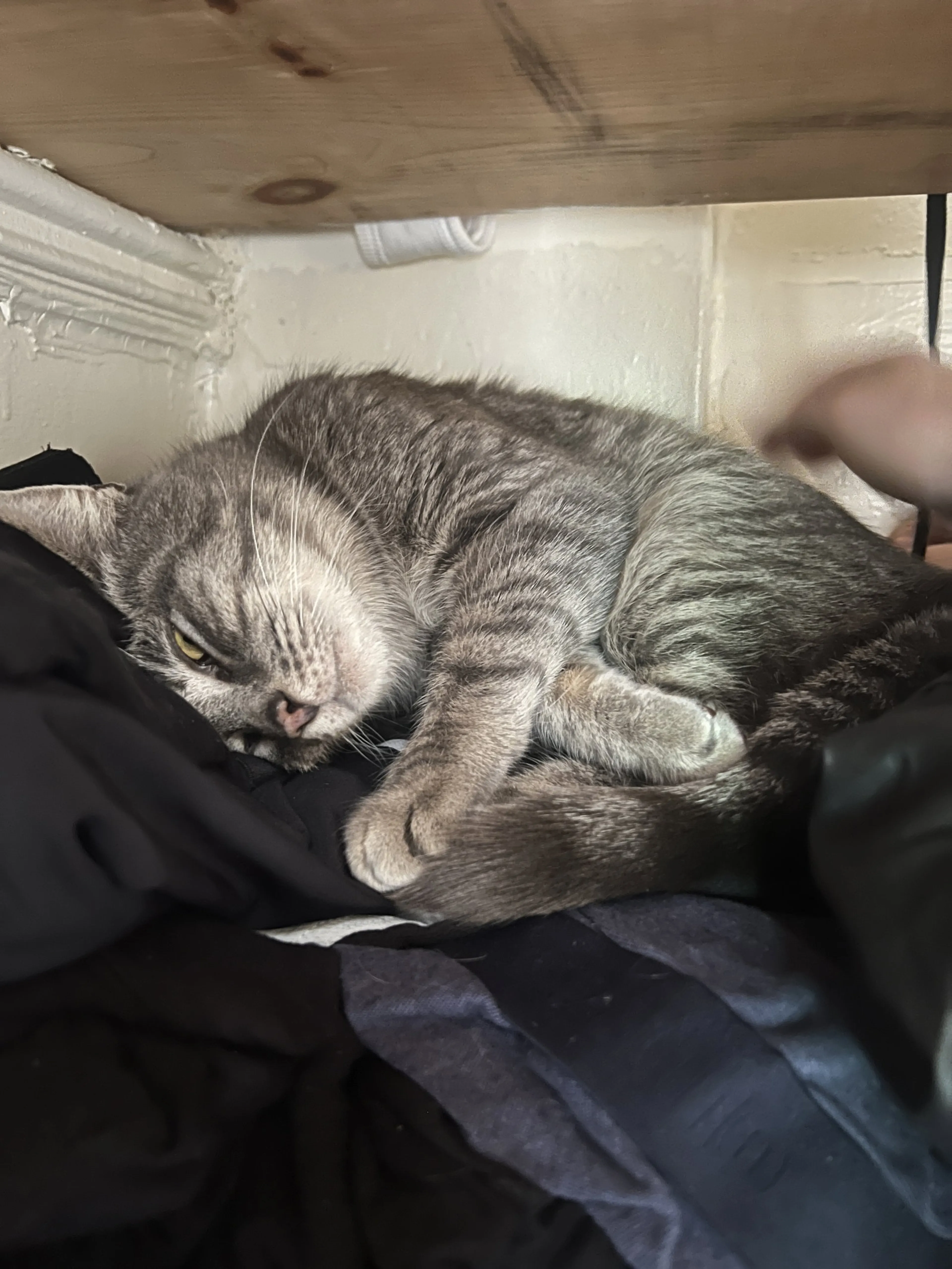 Found pet-2