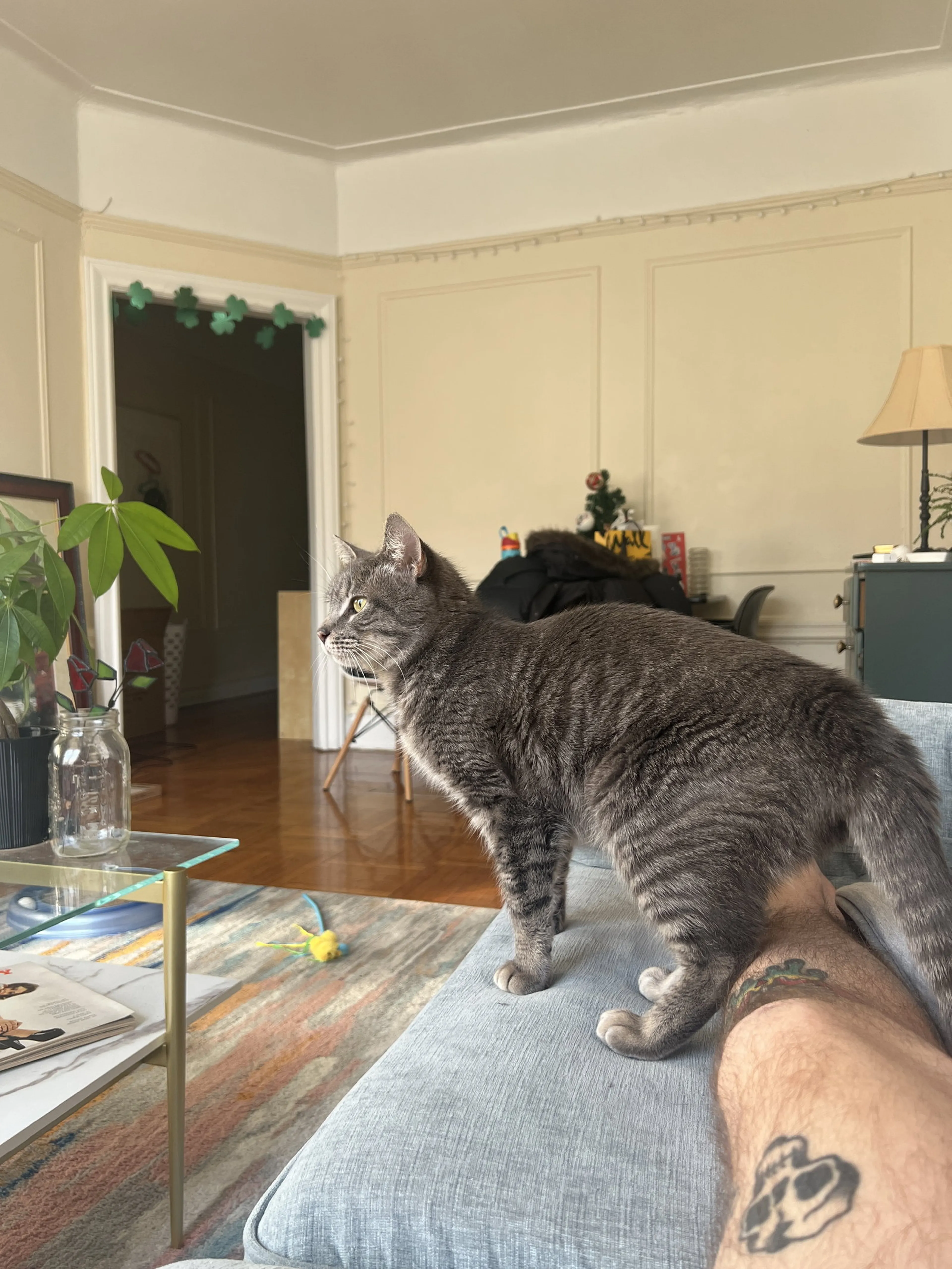 Found pet-0