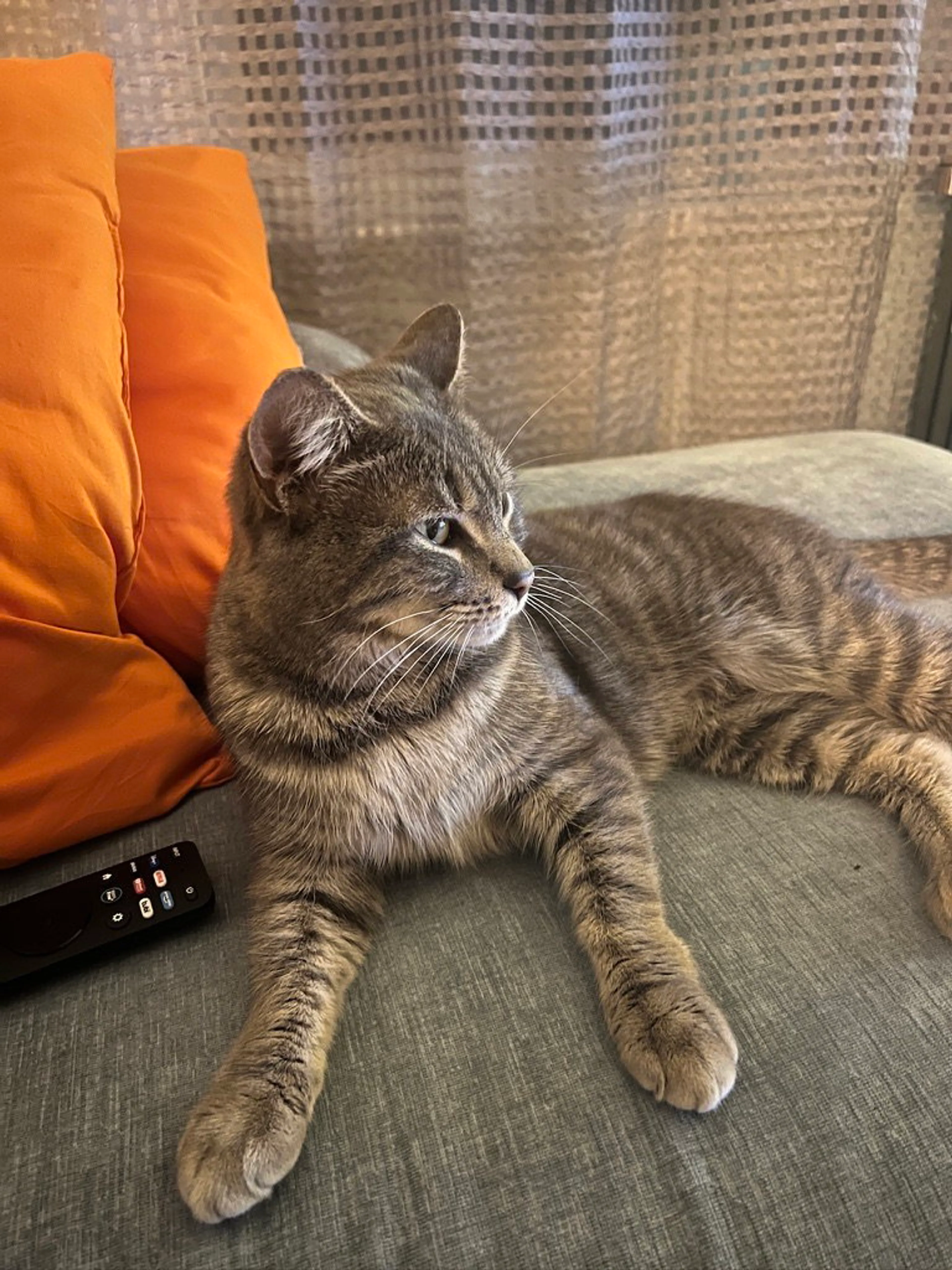 Found pet-1