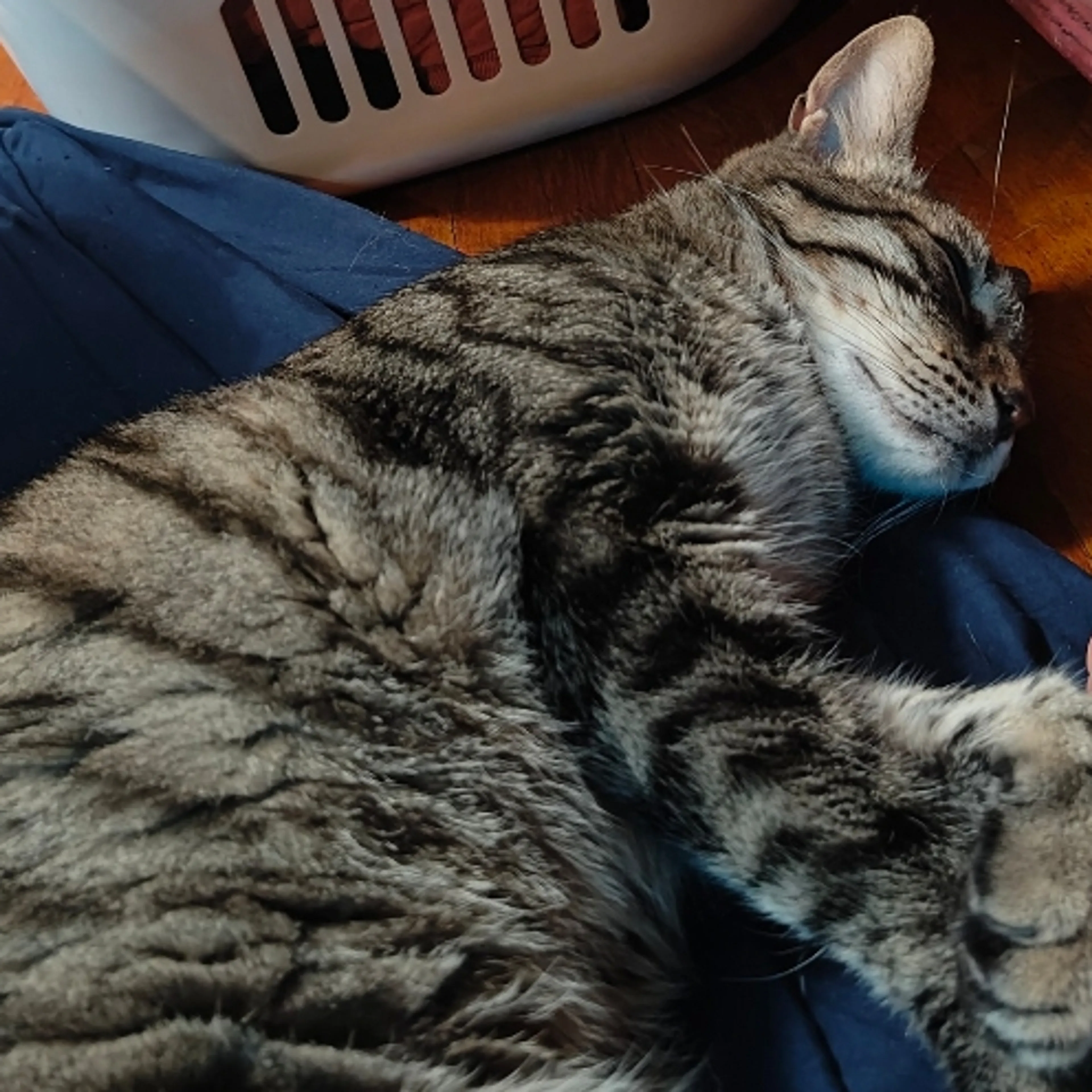 Lost pet-1