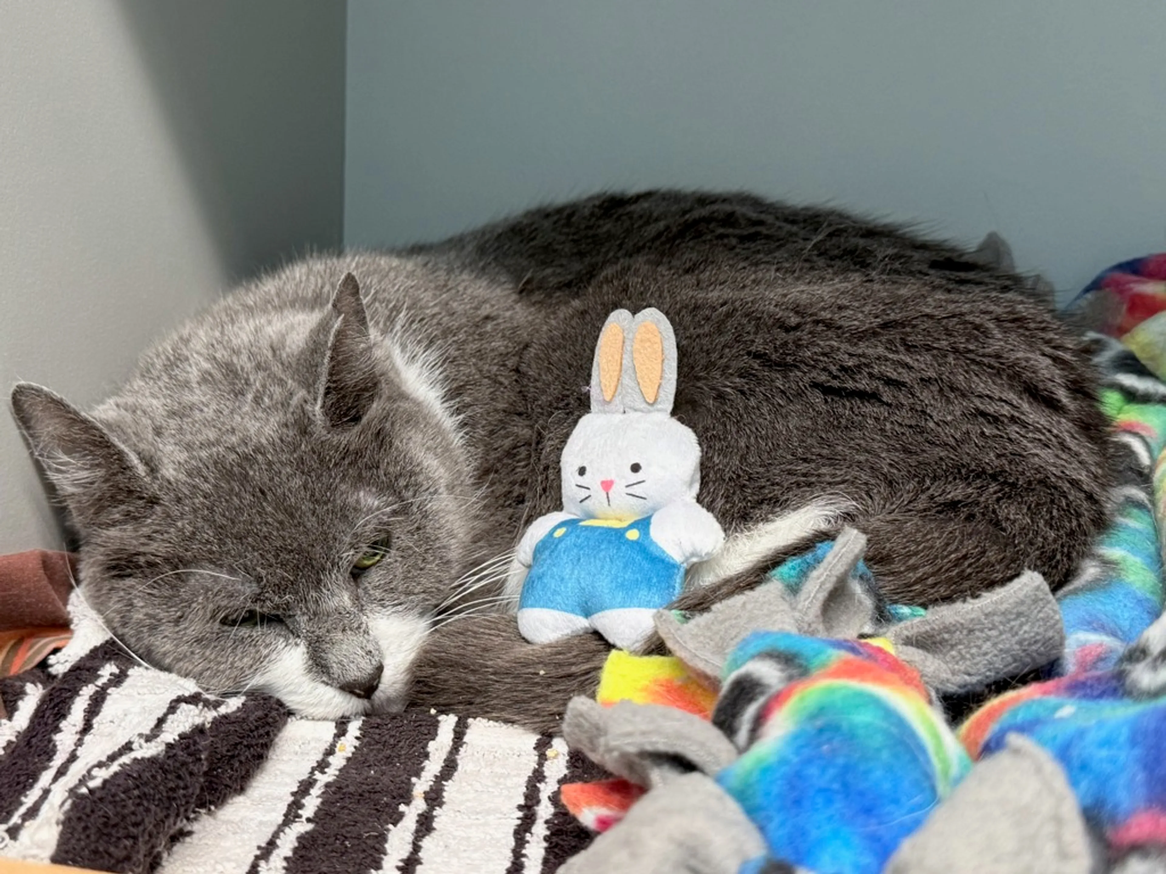 Found pet-4