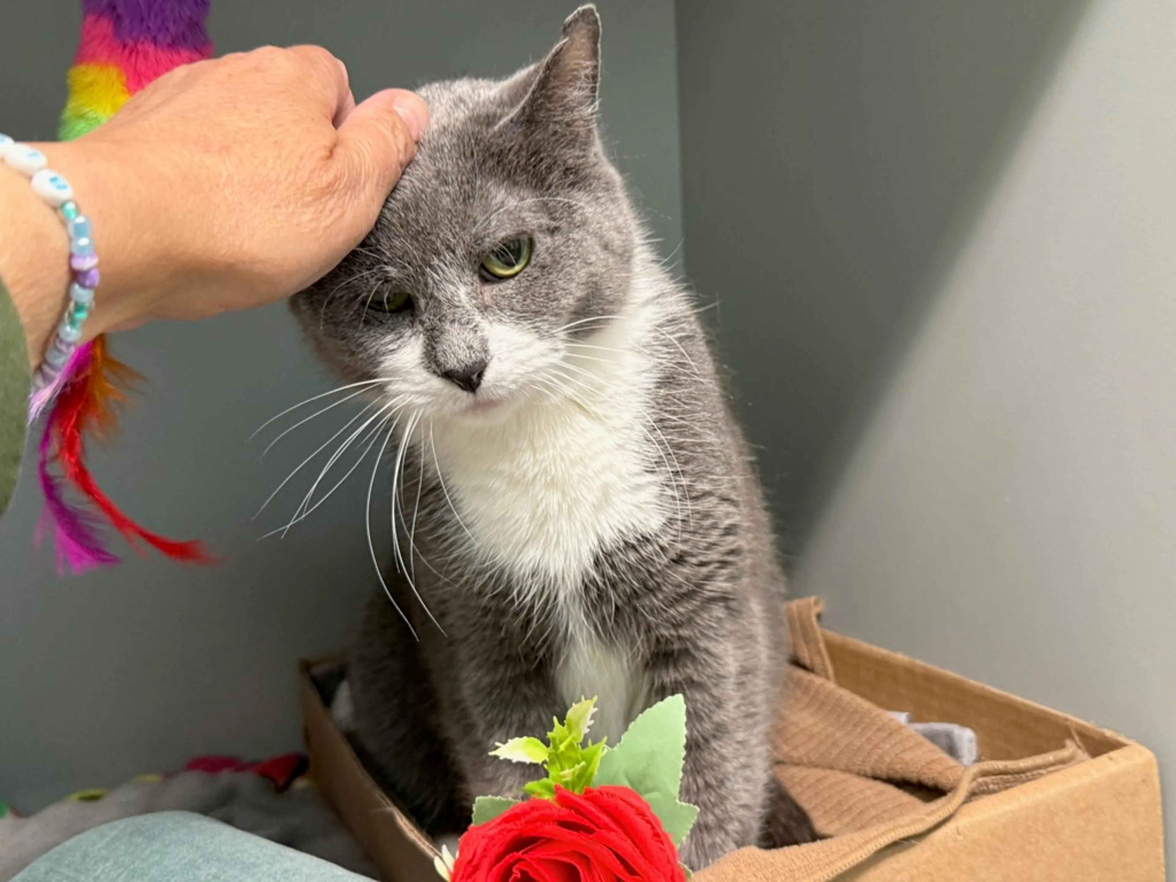 Found pet-2