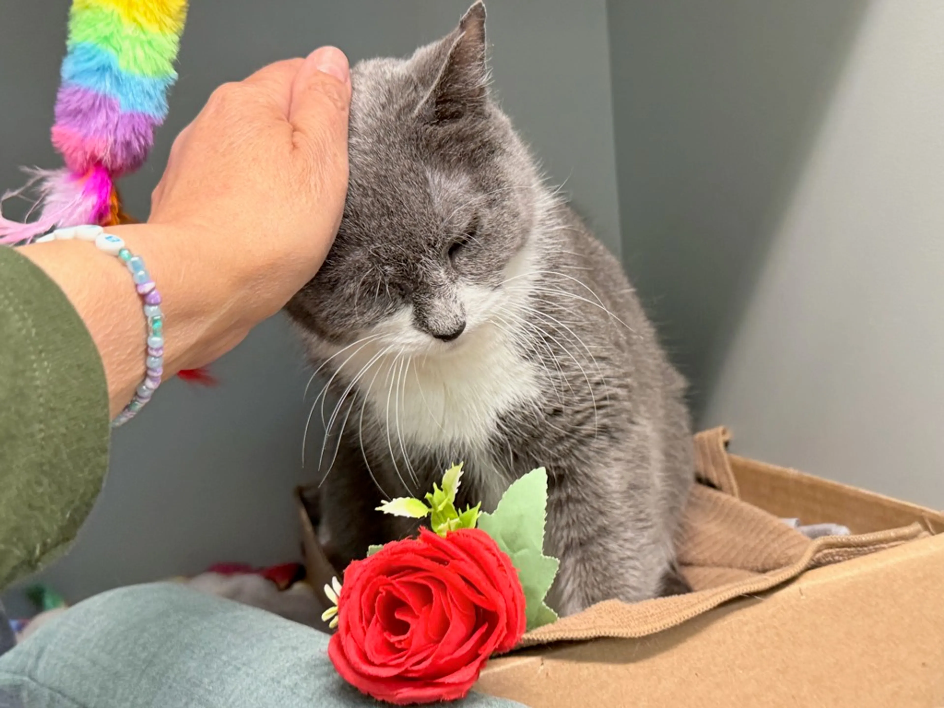 Found pet-1