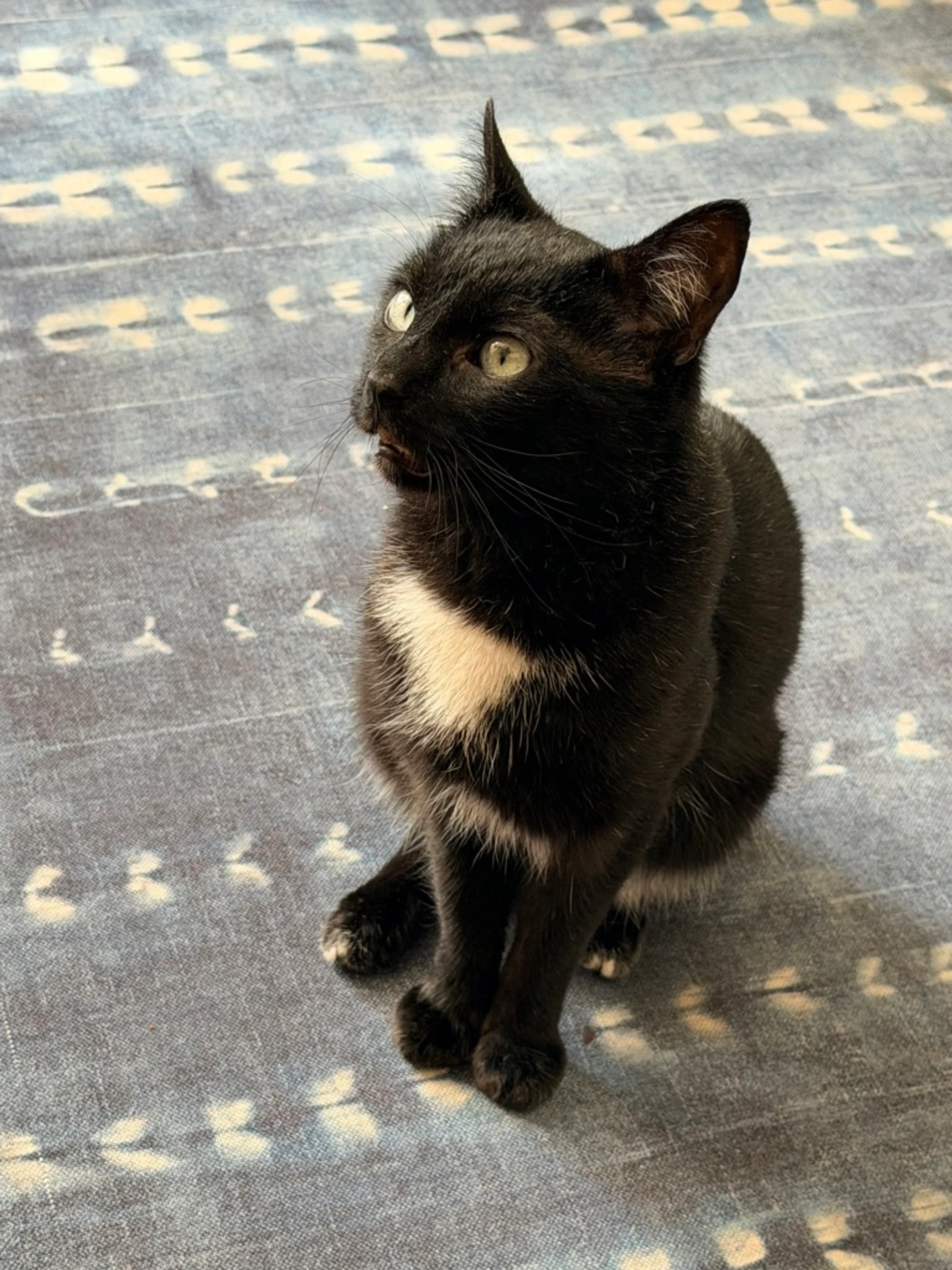 Found pet-2