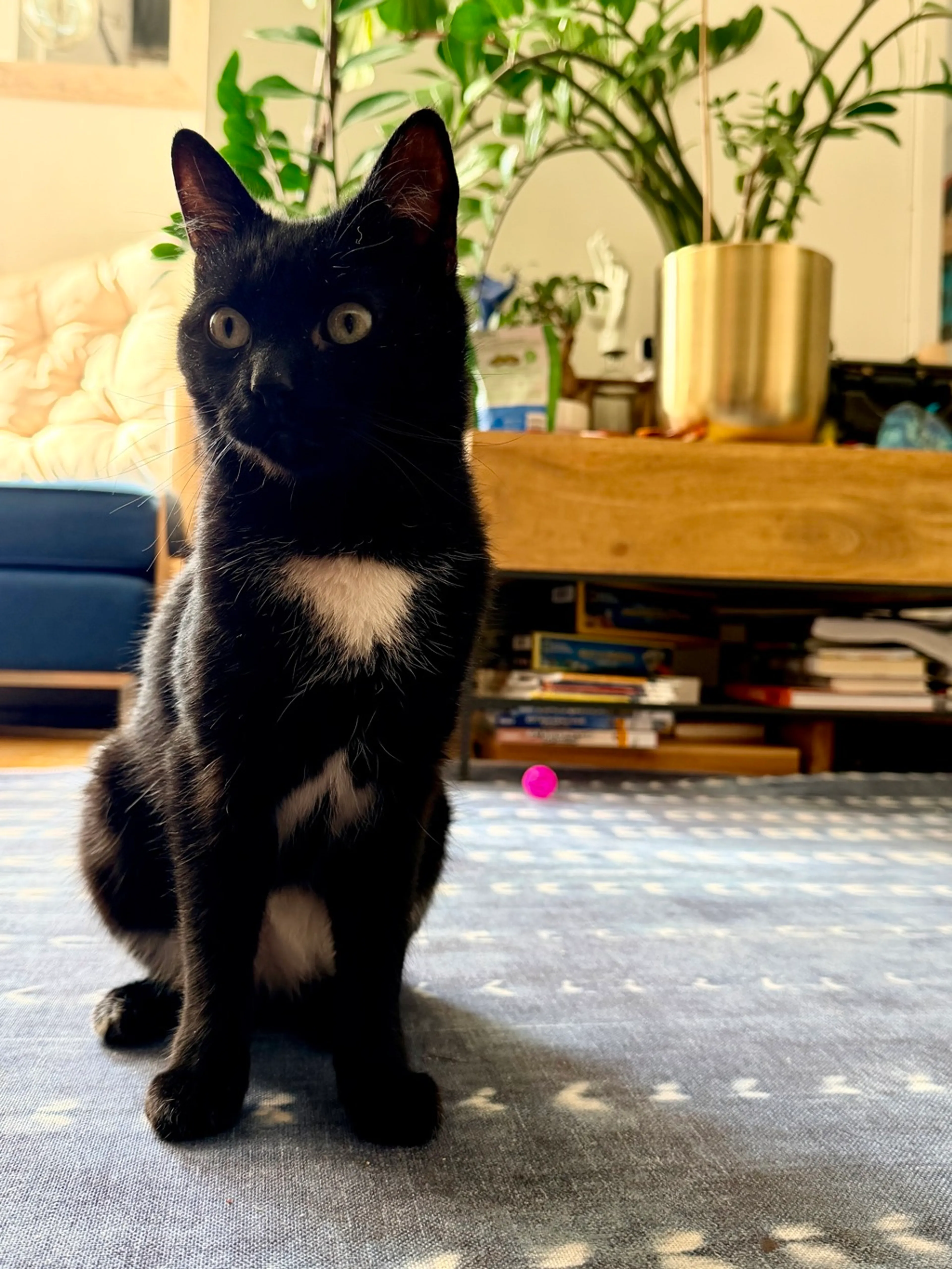 Found pet-1