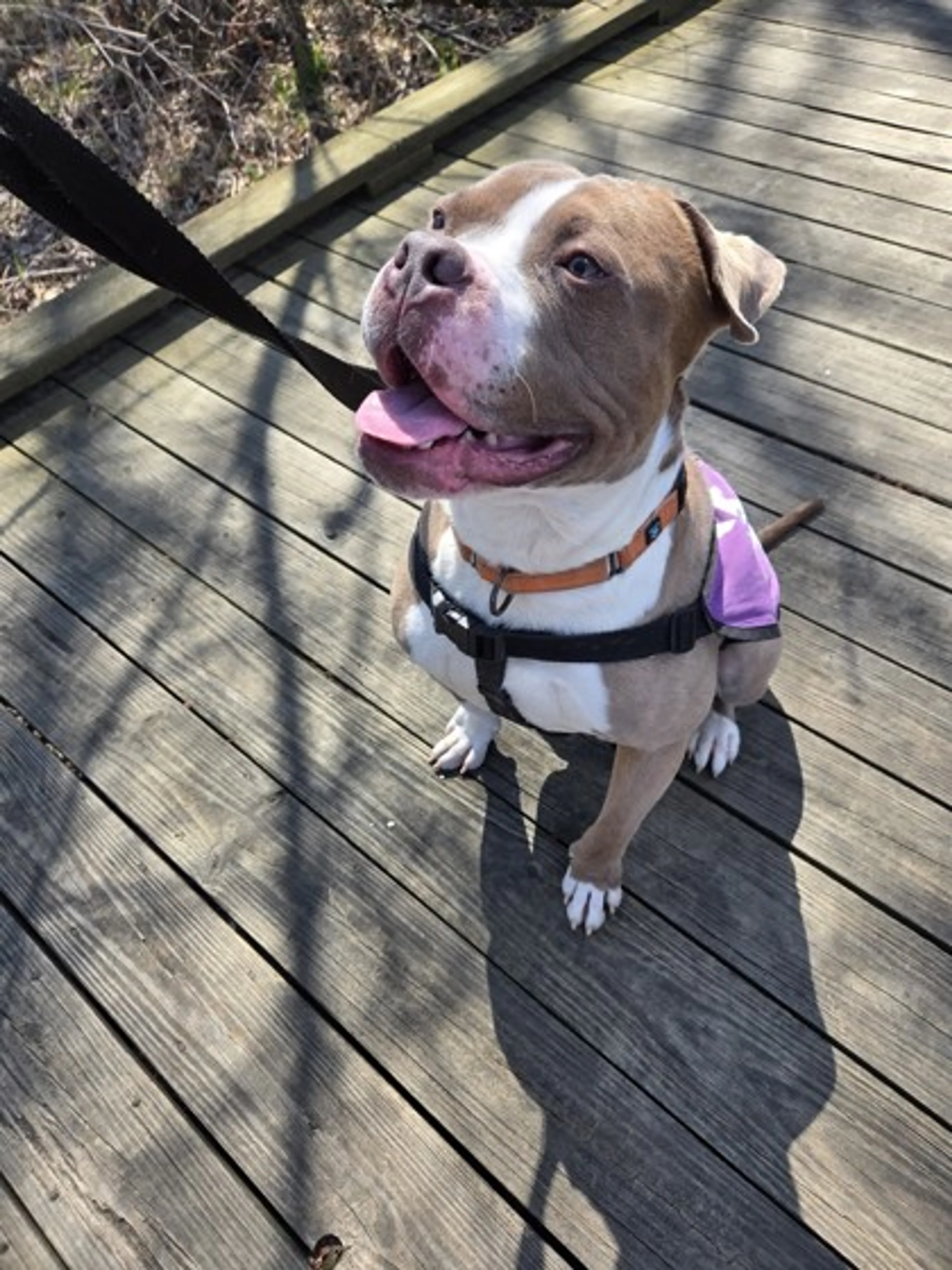 Found pet-1