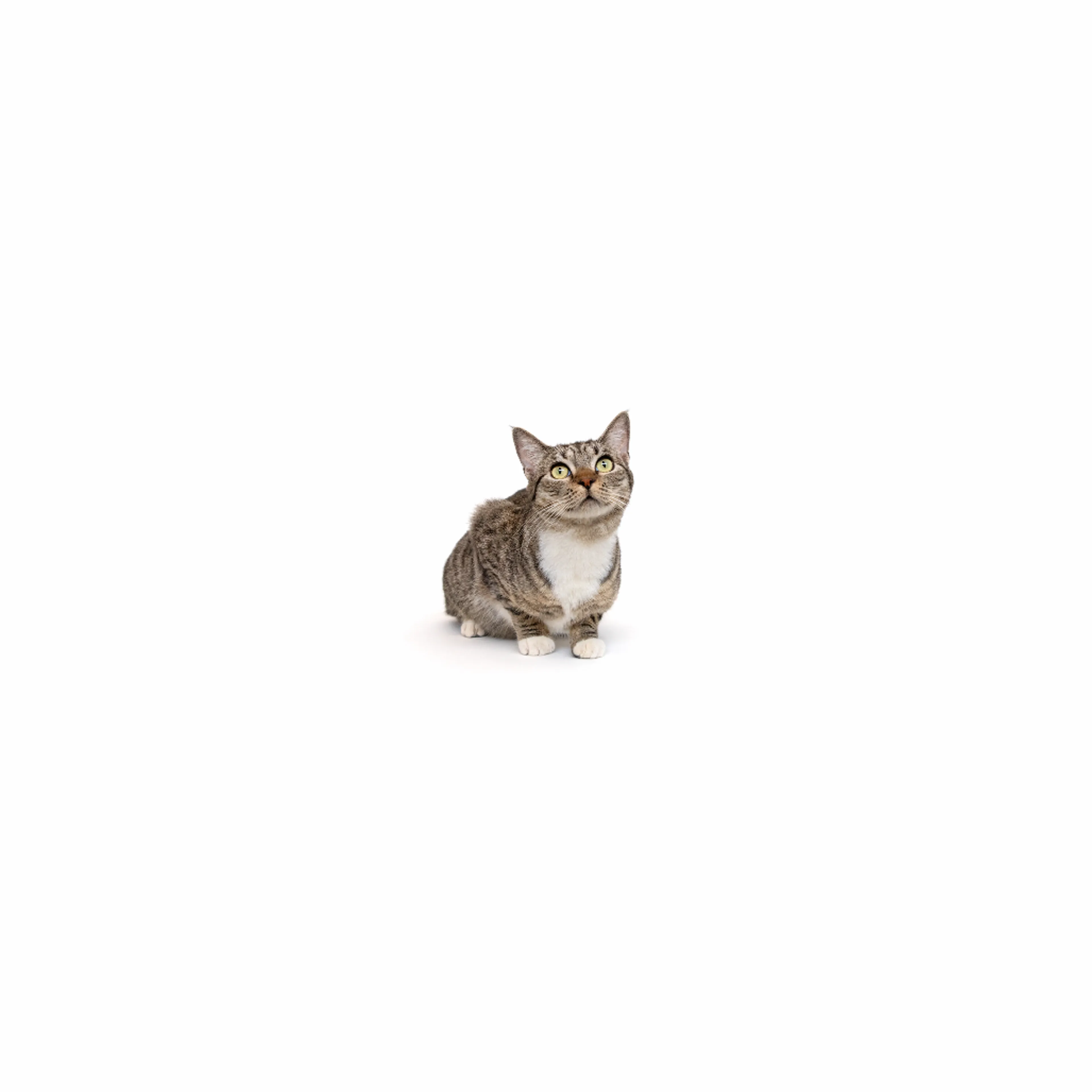 Found pet-0