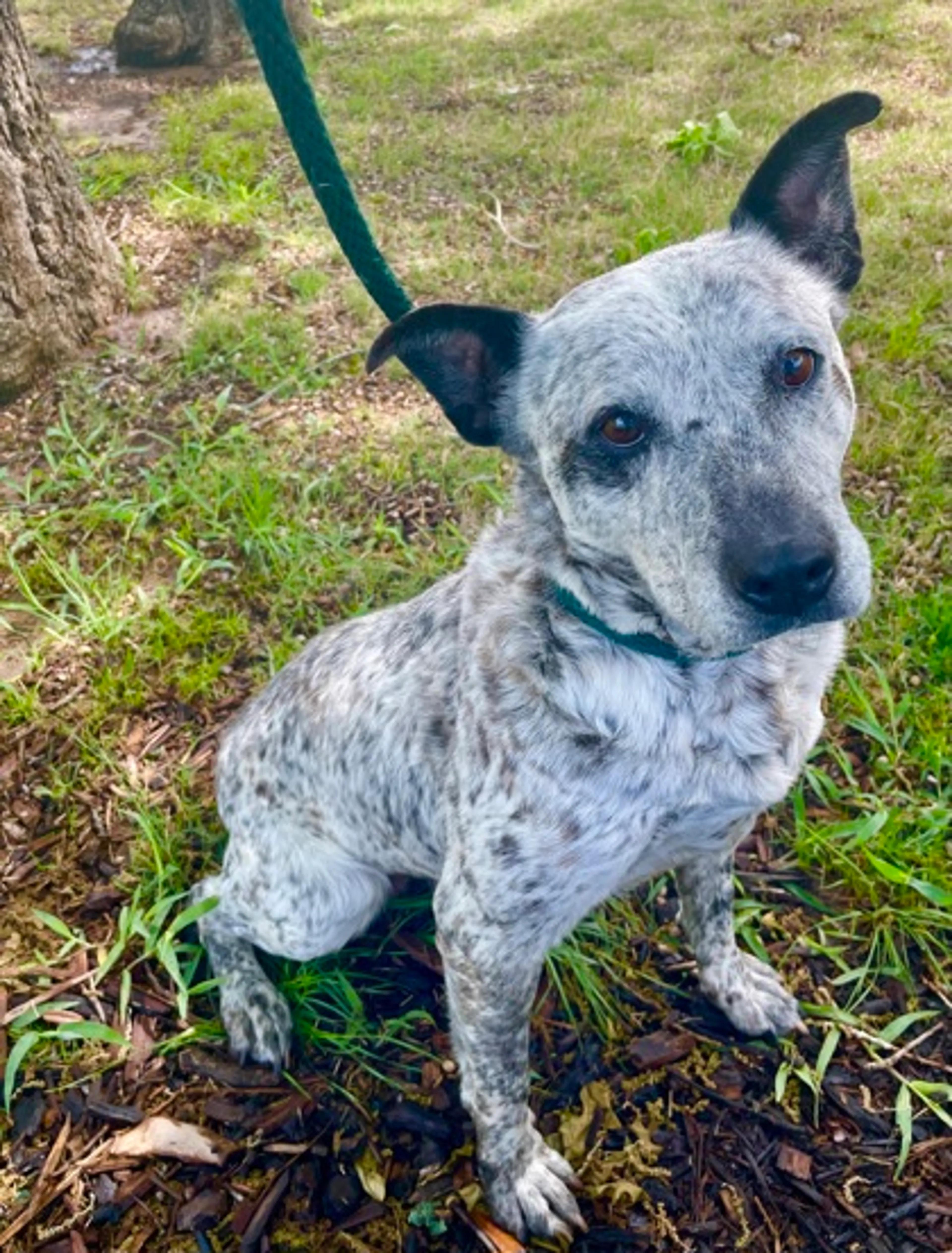 Found pet-1