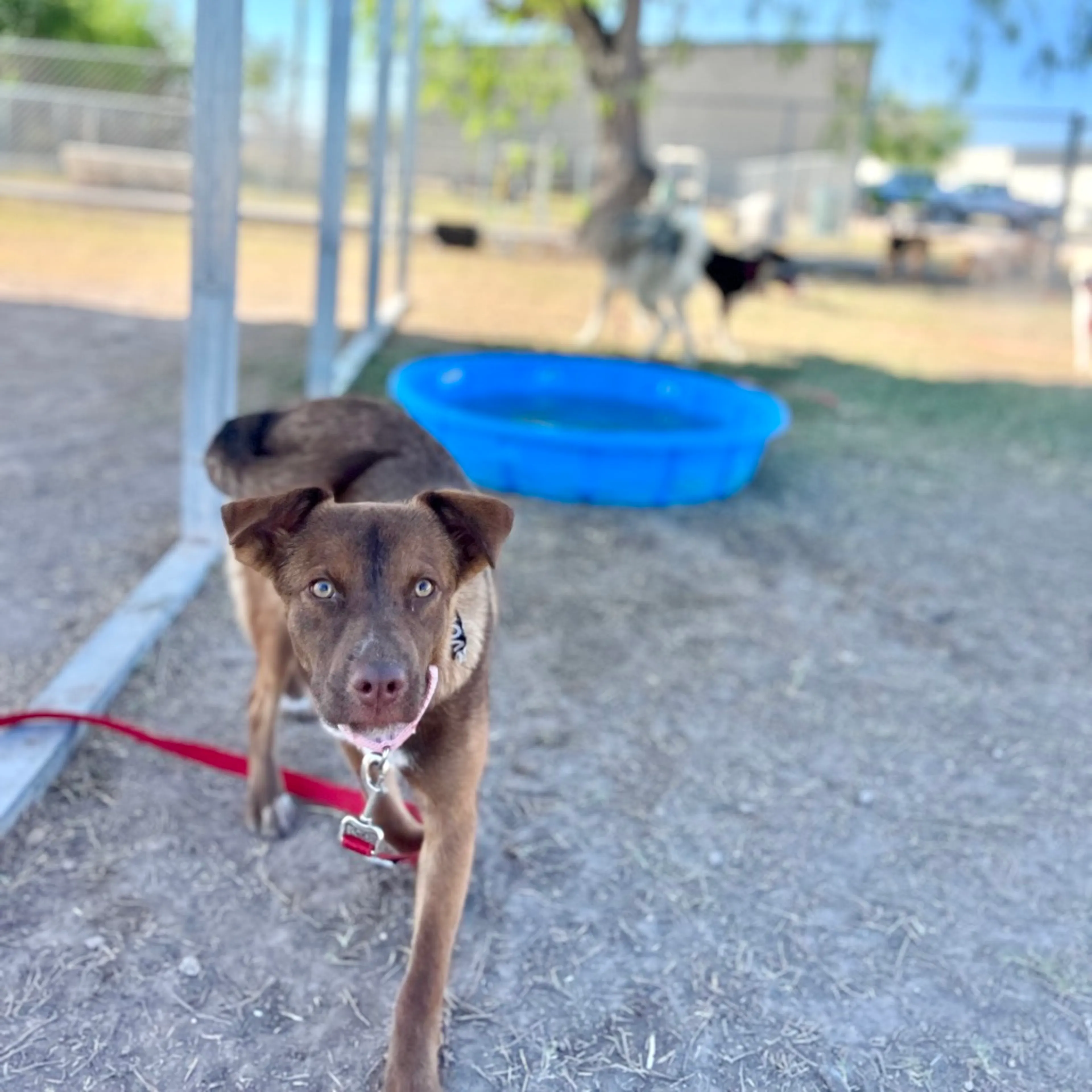 Found pet-4