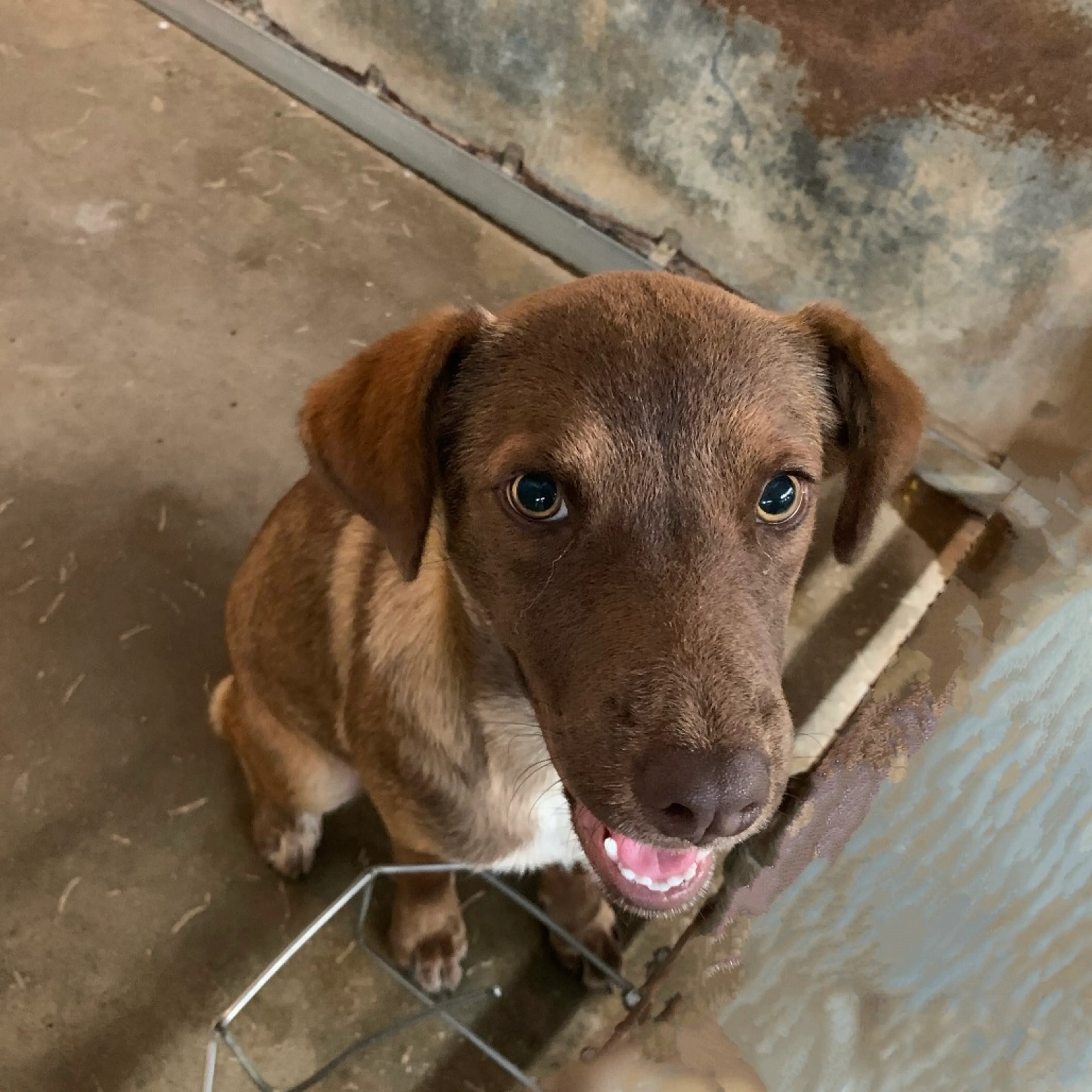 Found pet-2