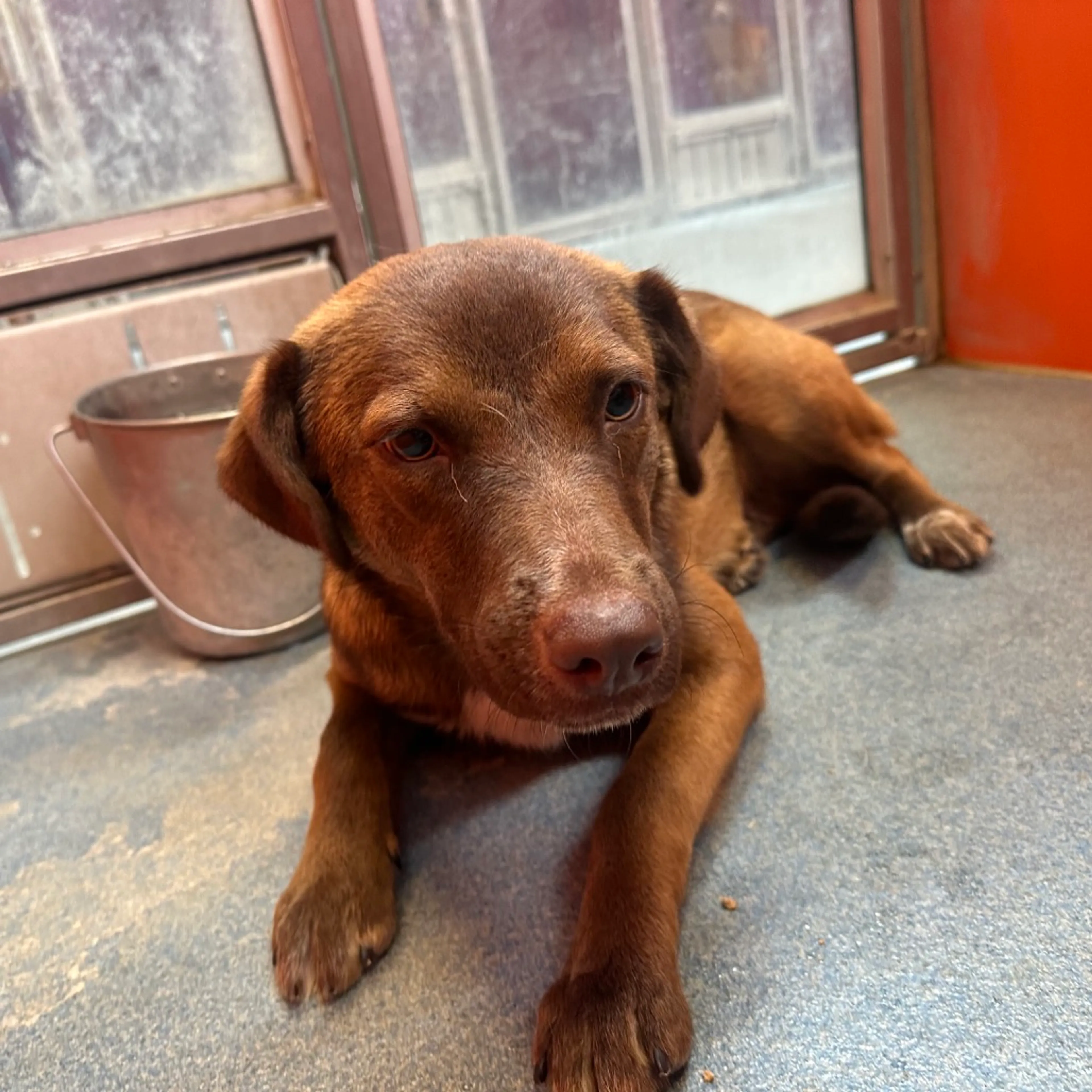 Found pet-6