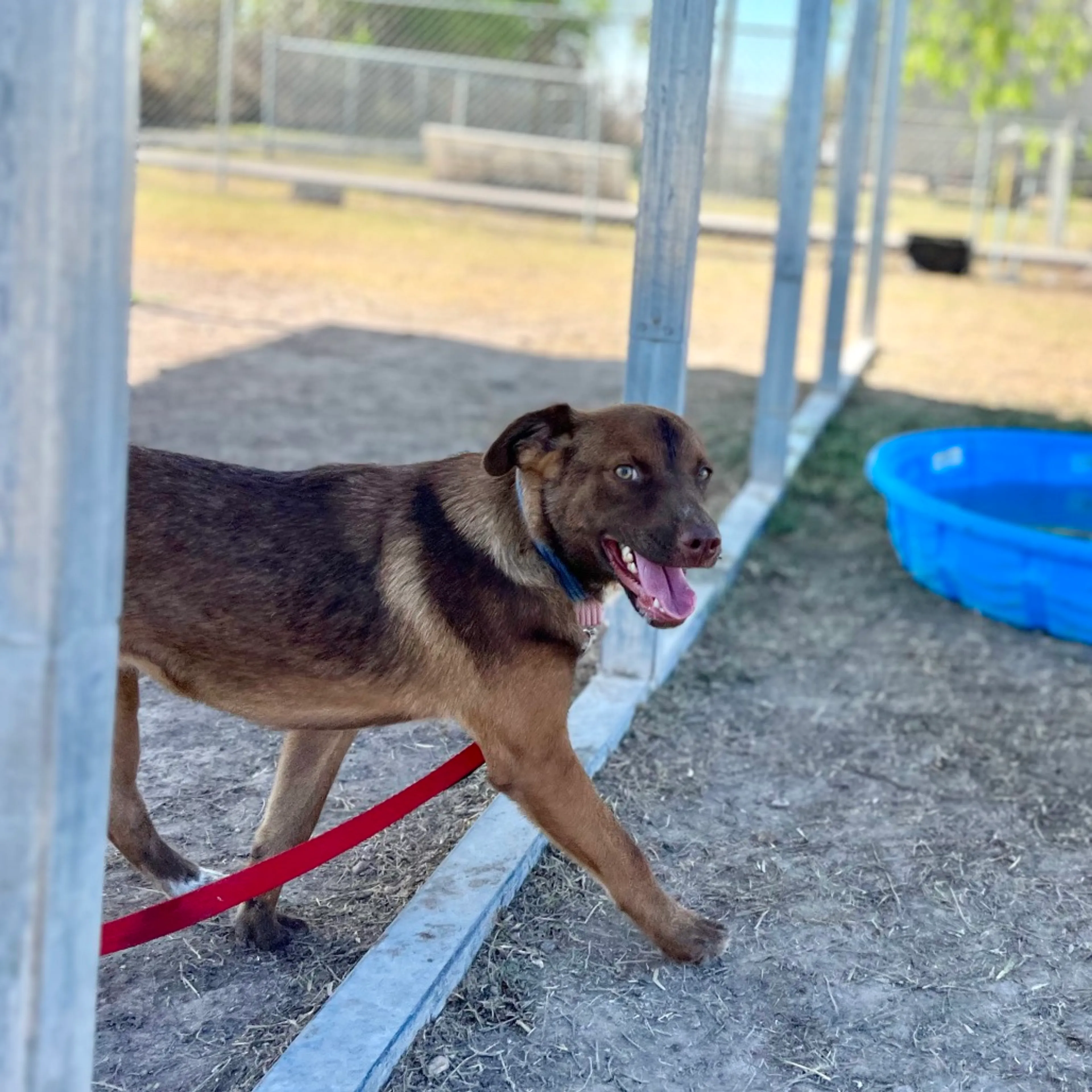 Found pet-3