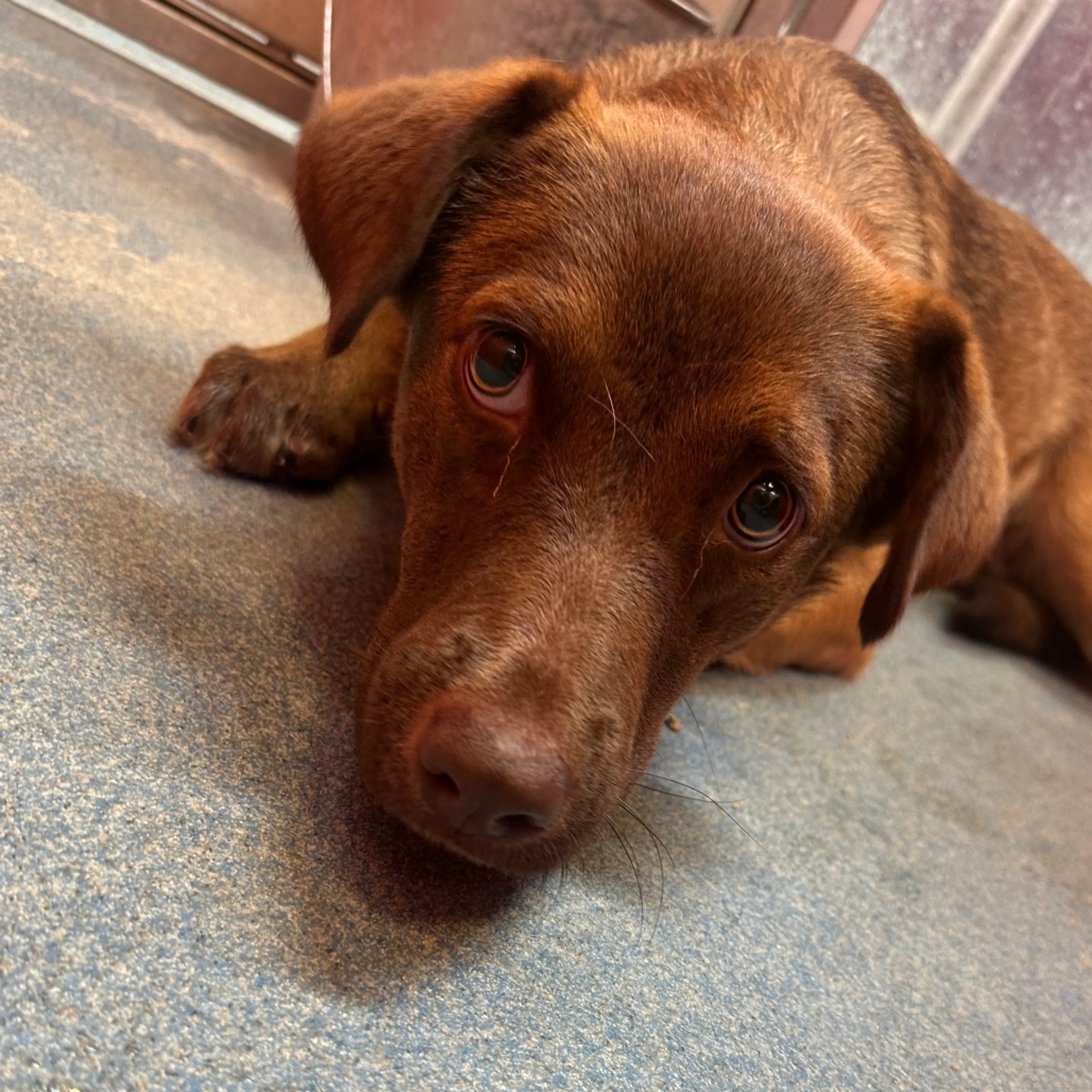 Found pet-7
