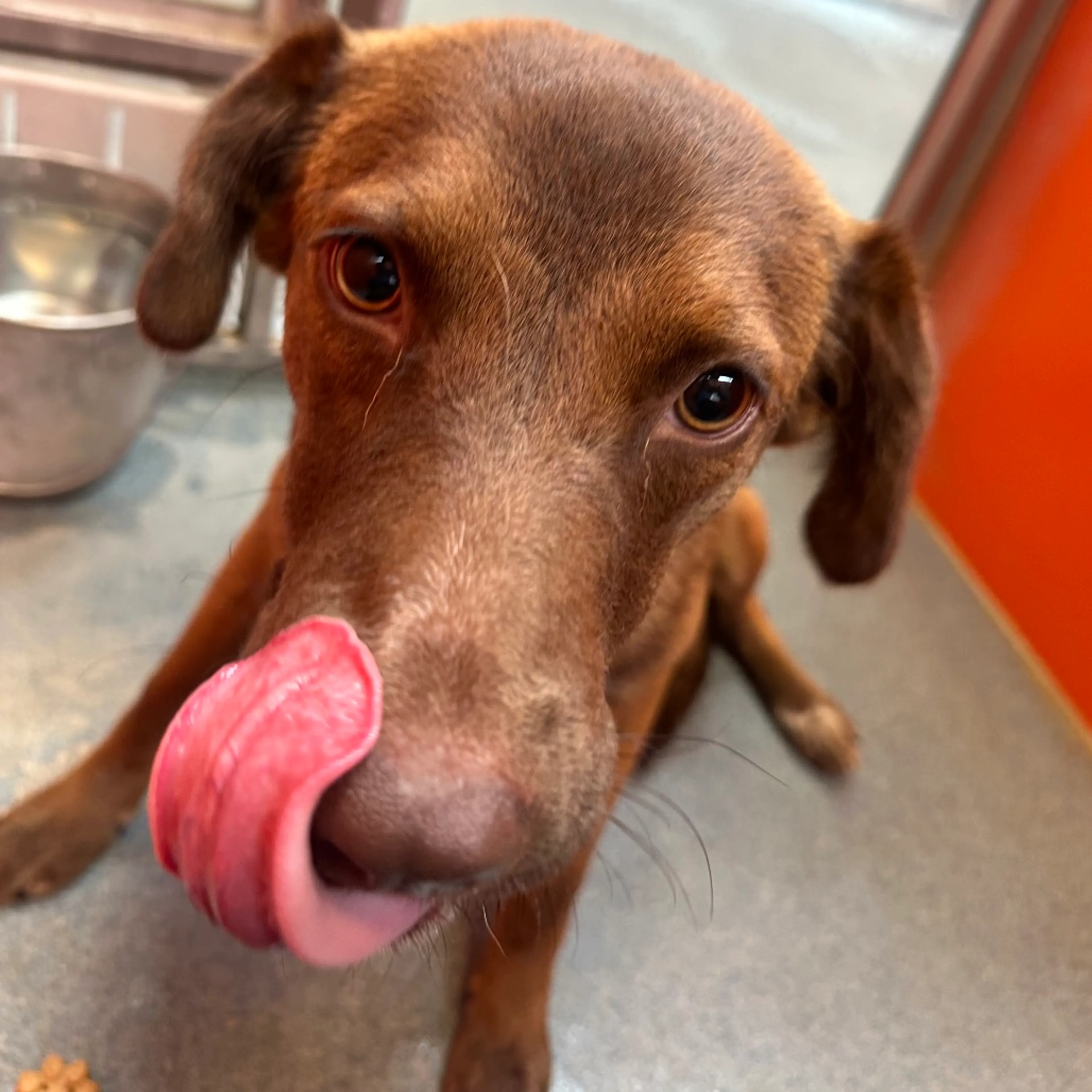 Found pet-8