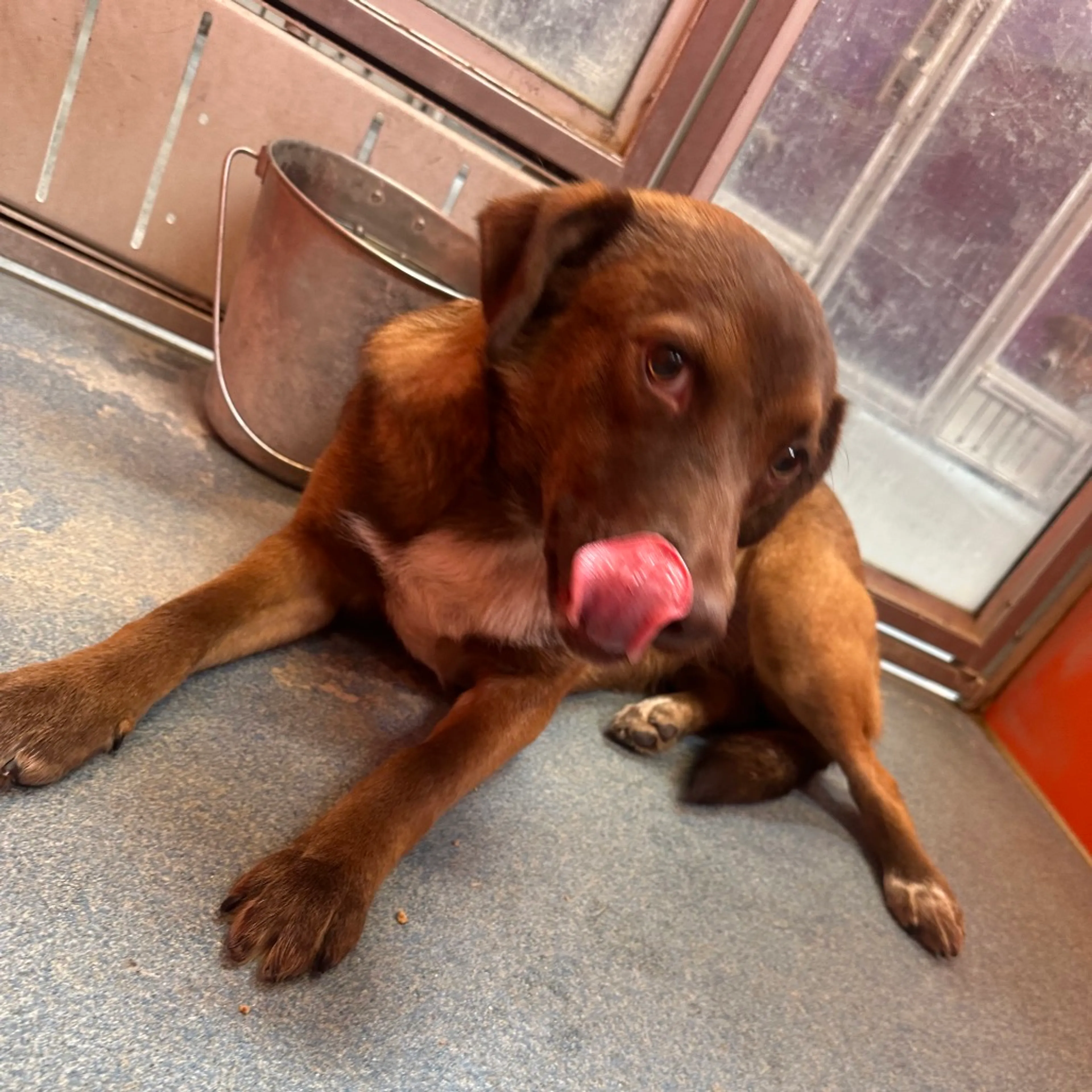 Found pet-5