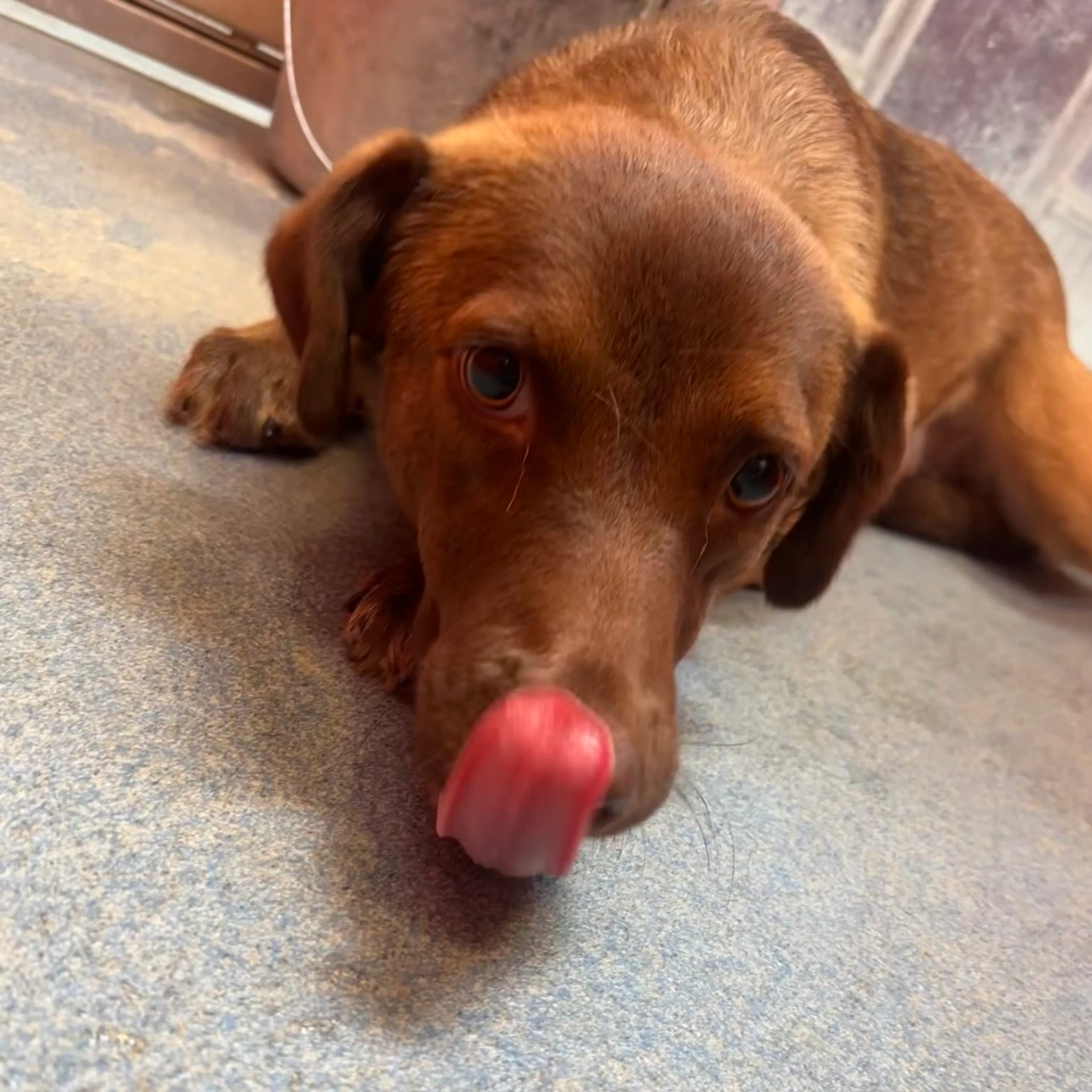 Found pet-9