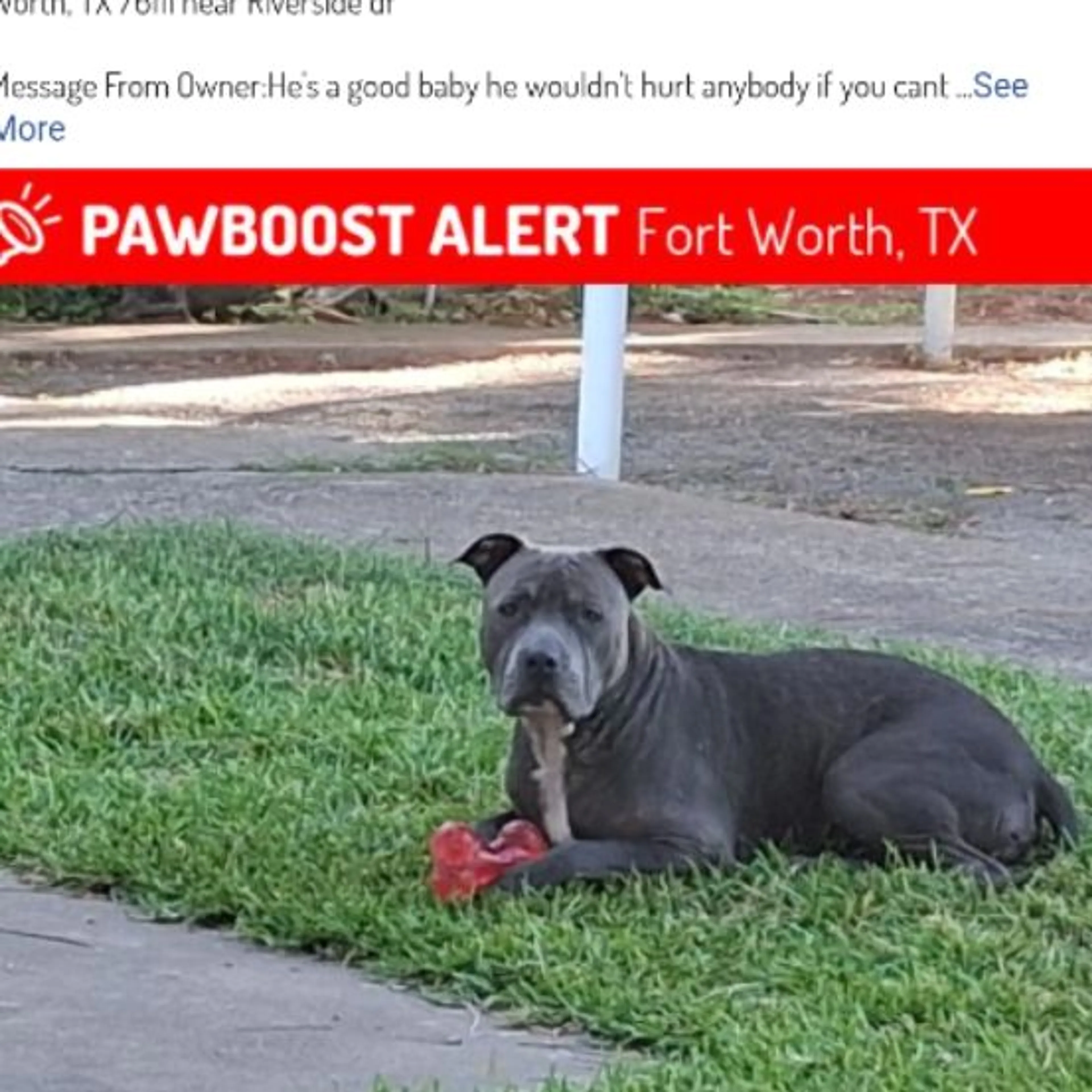Lost pet