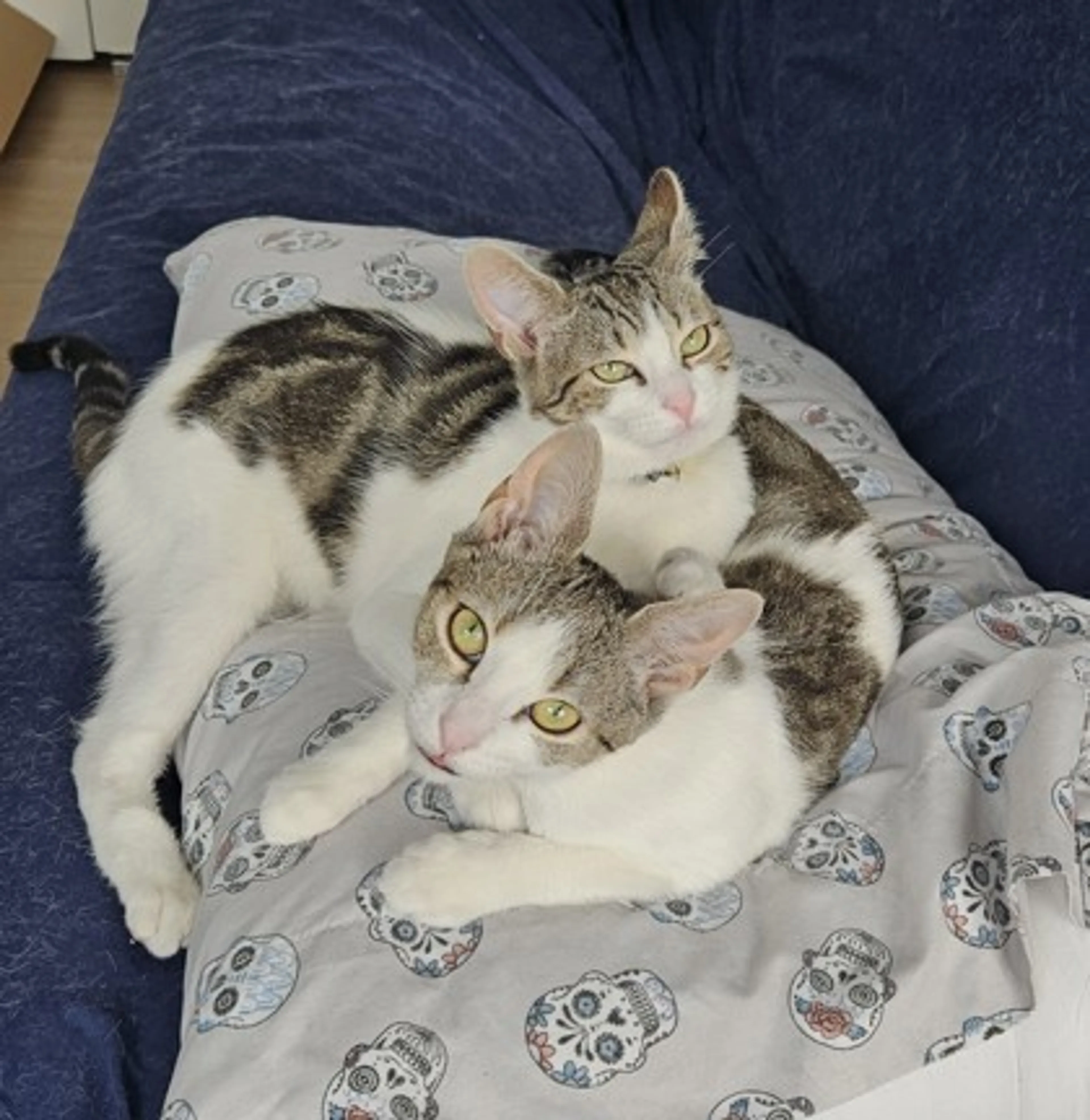Found pet-2