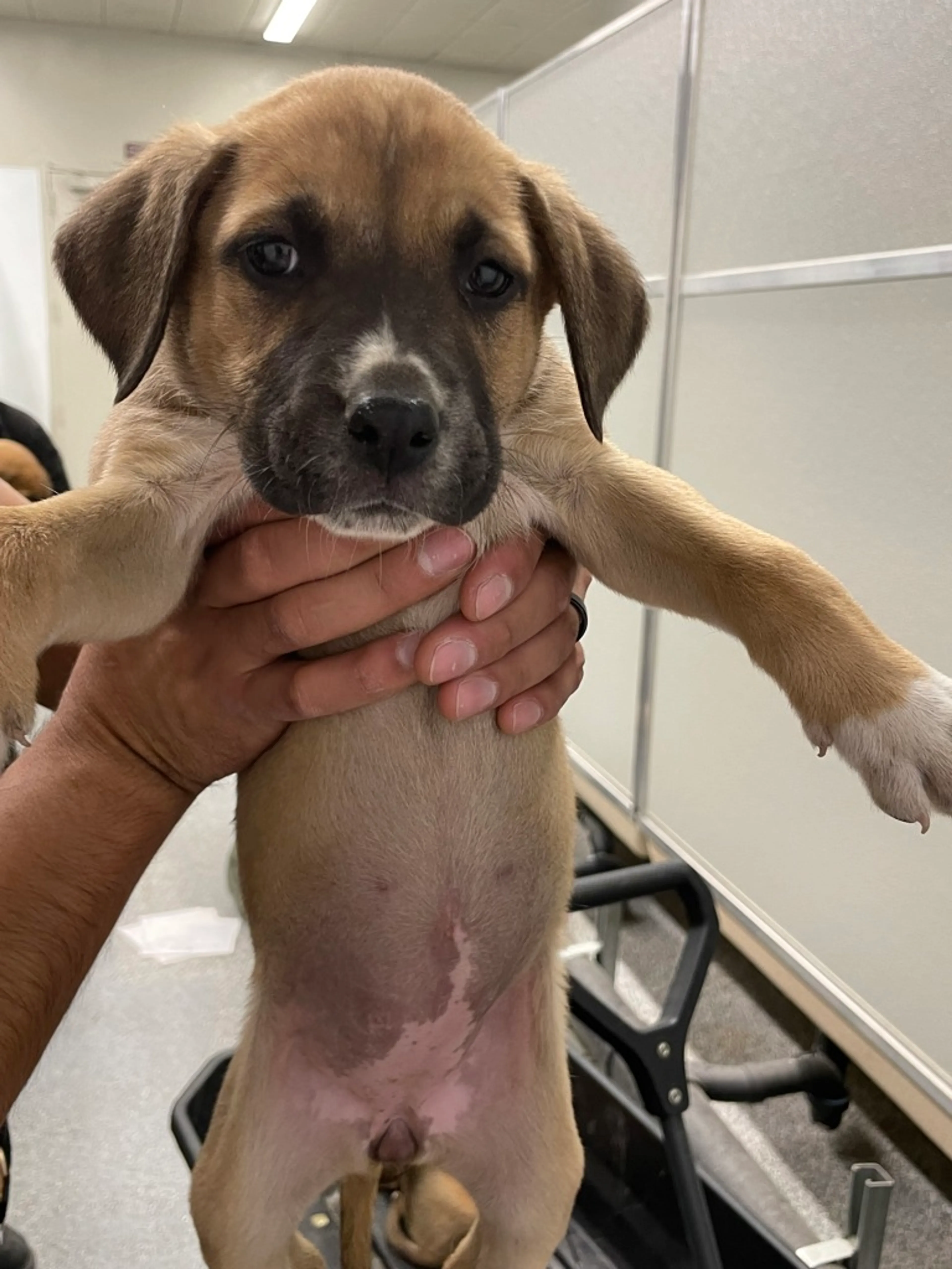 Found pet-1