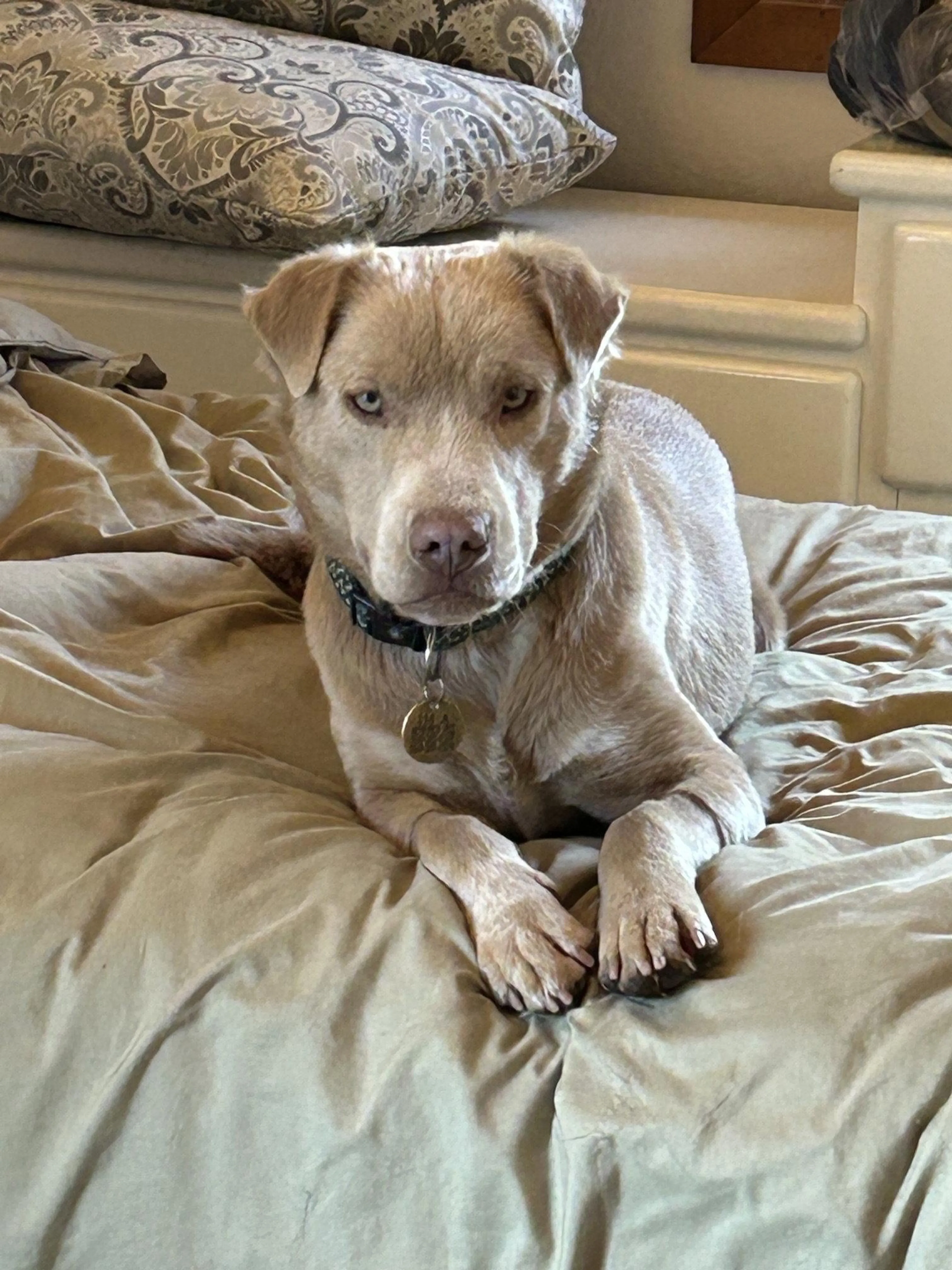 Found pet-2
