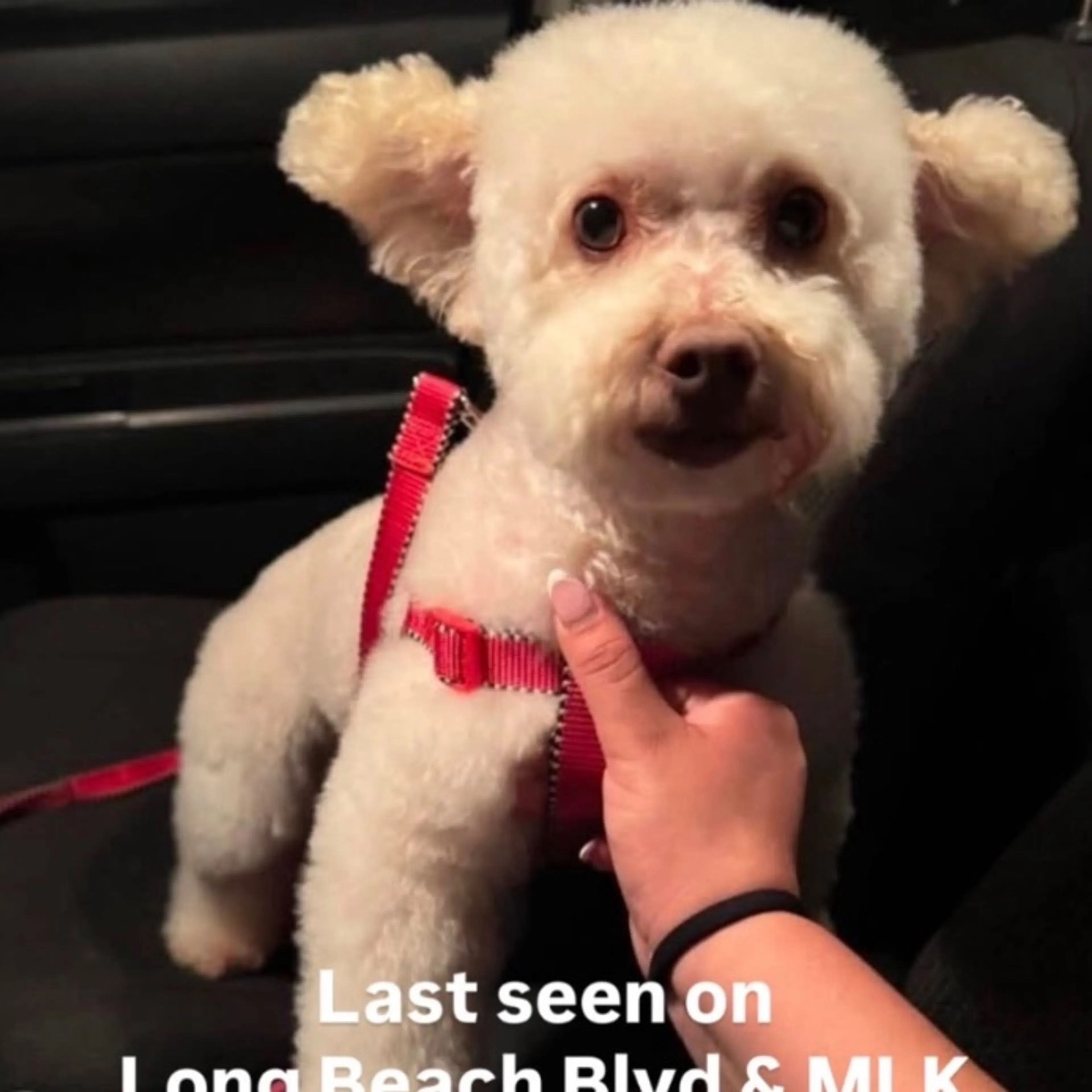 Lost pet