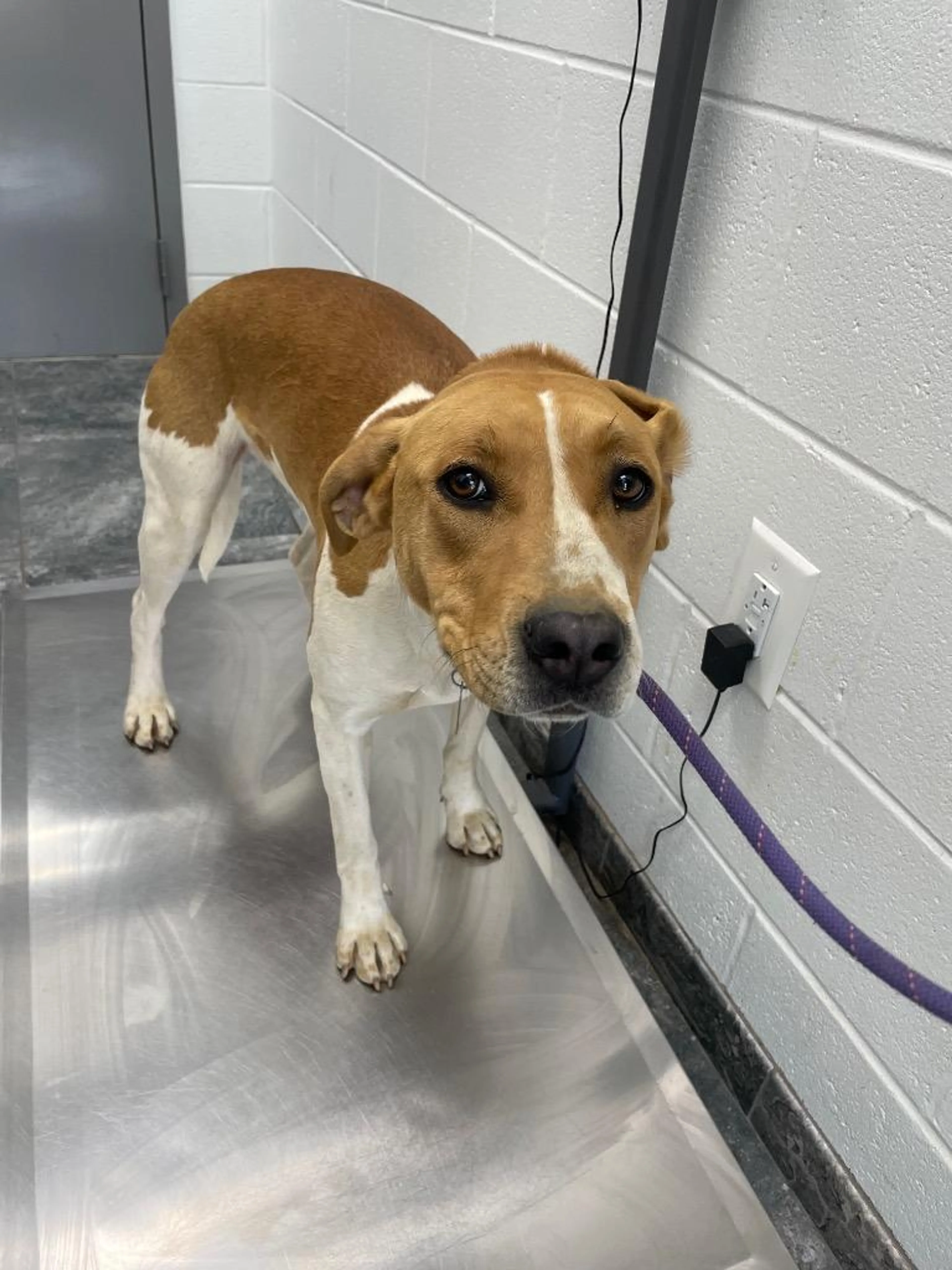 Found pet-1