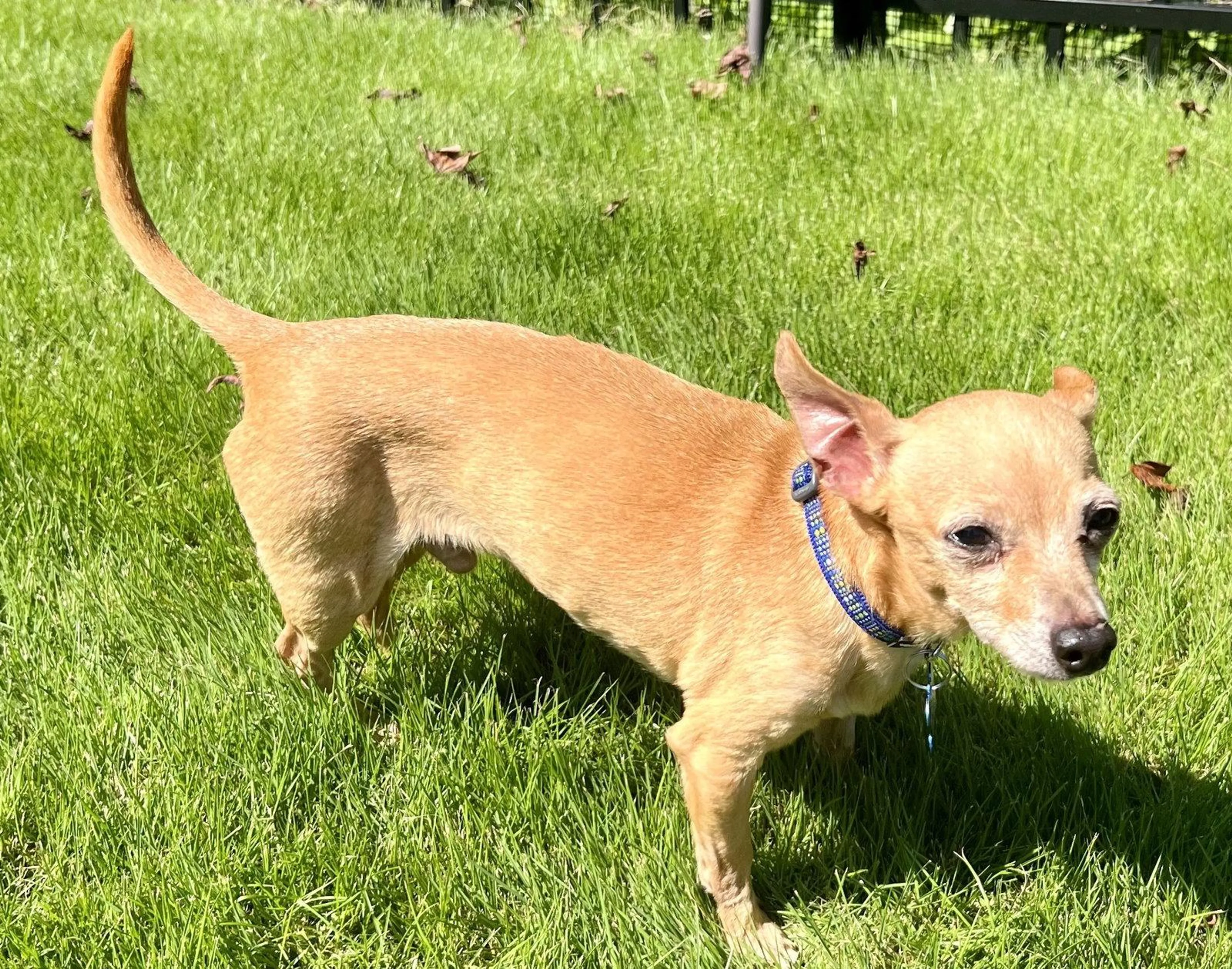 Found pet-2