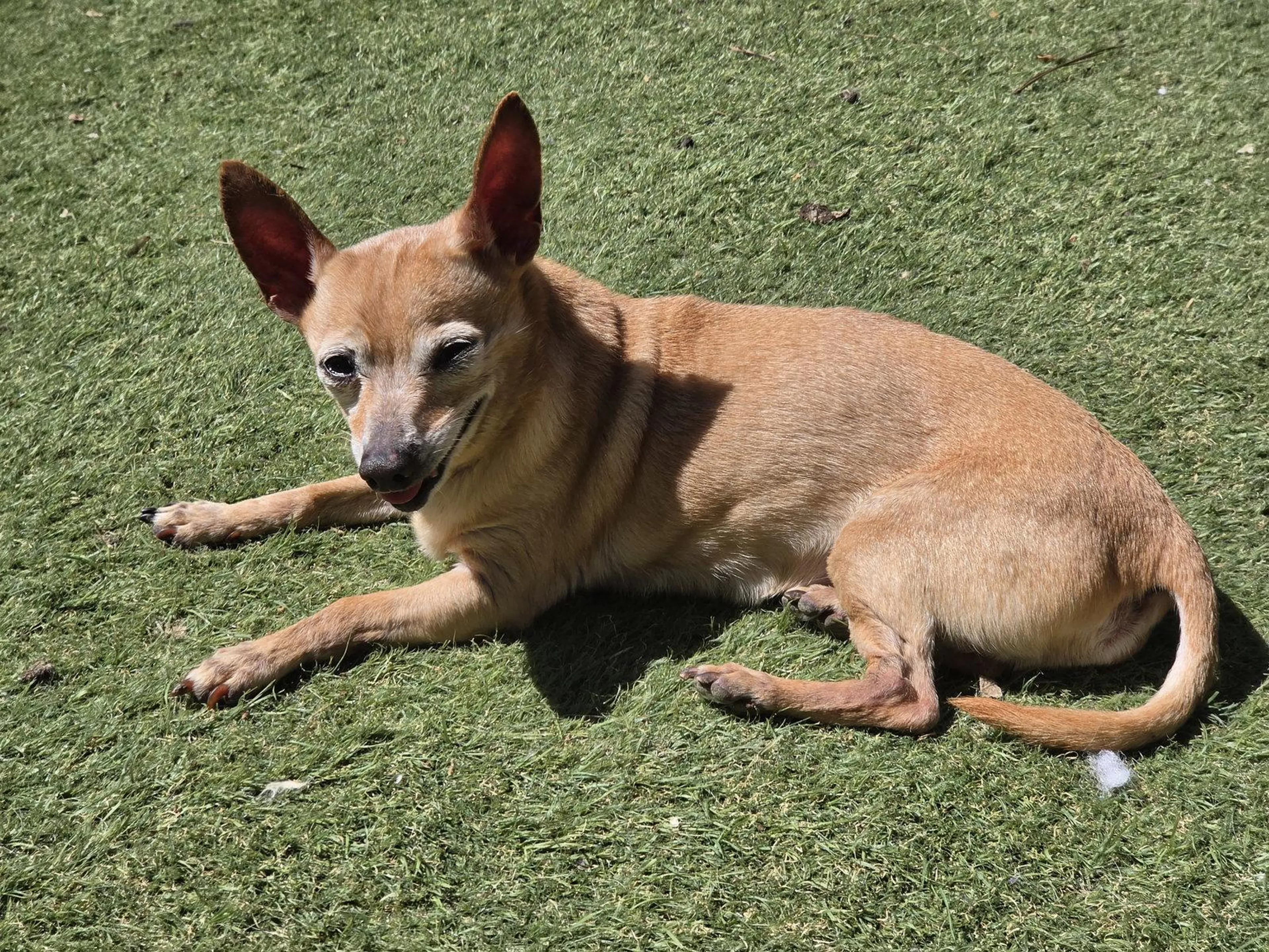 Found pet-1