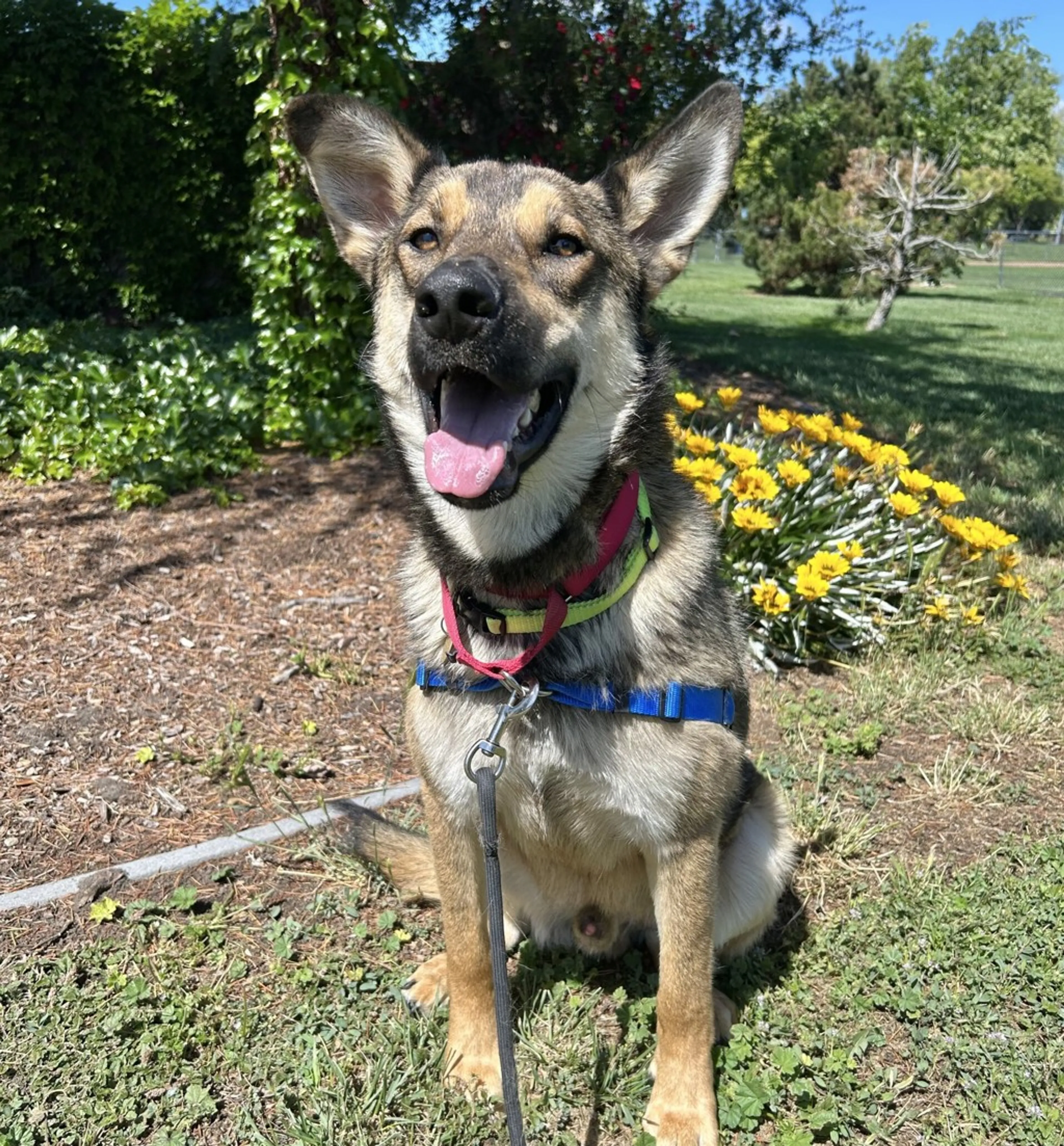 Found pet-1