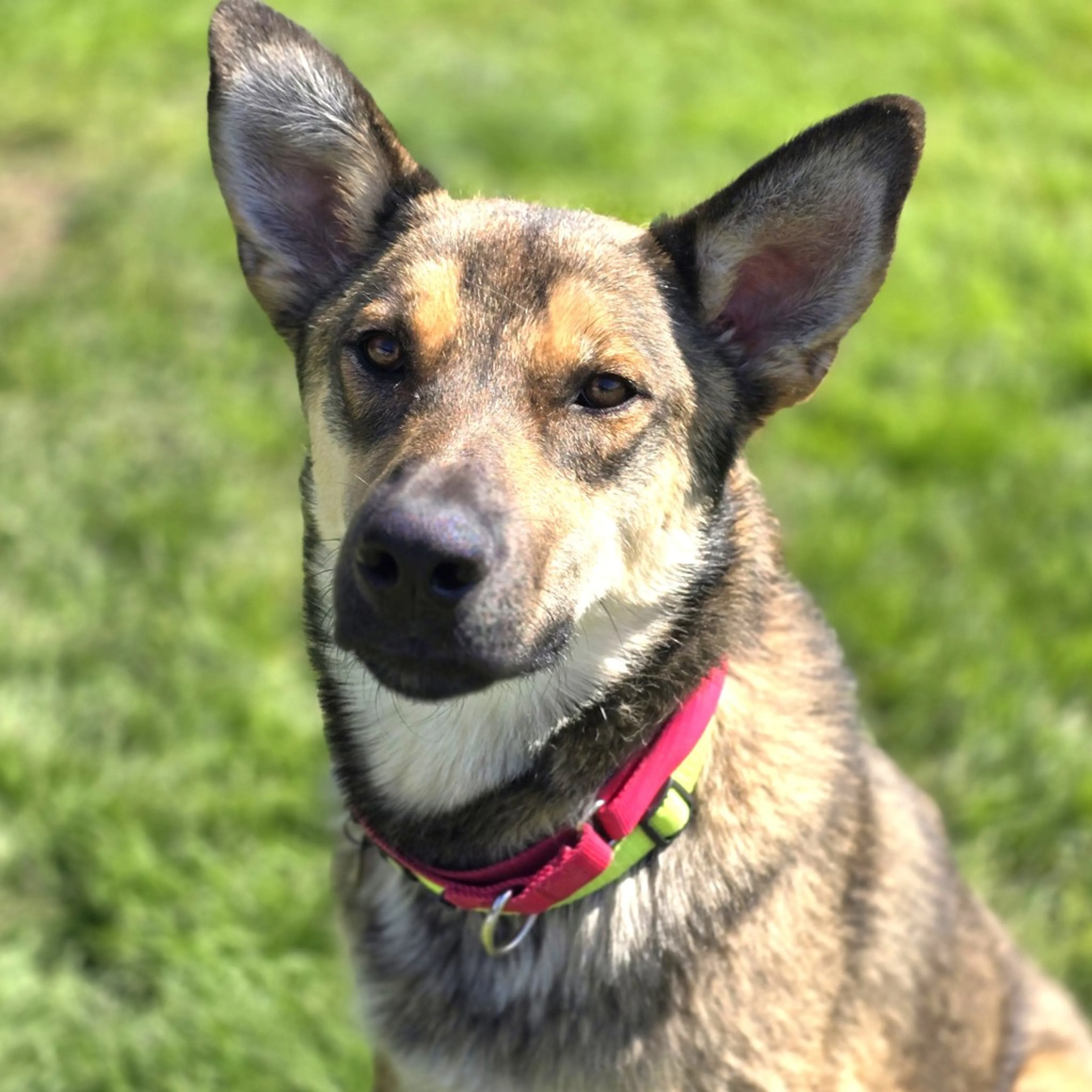 Found pet-4