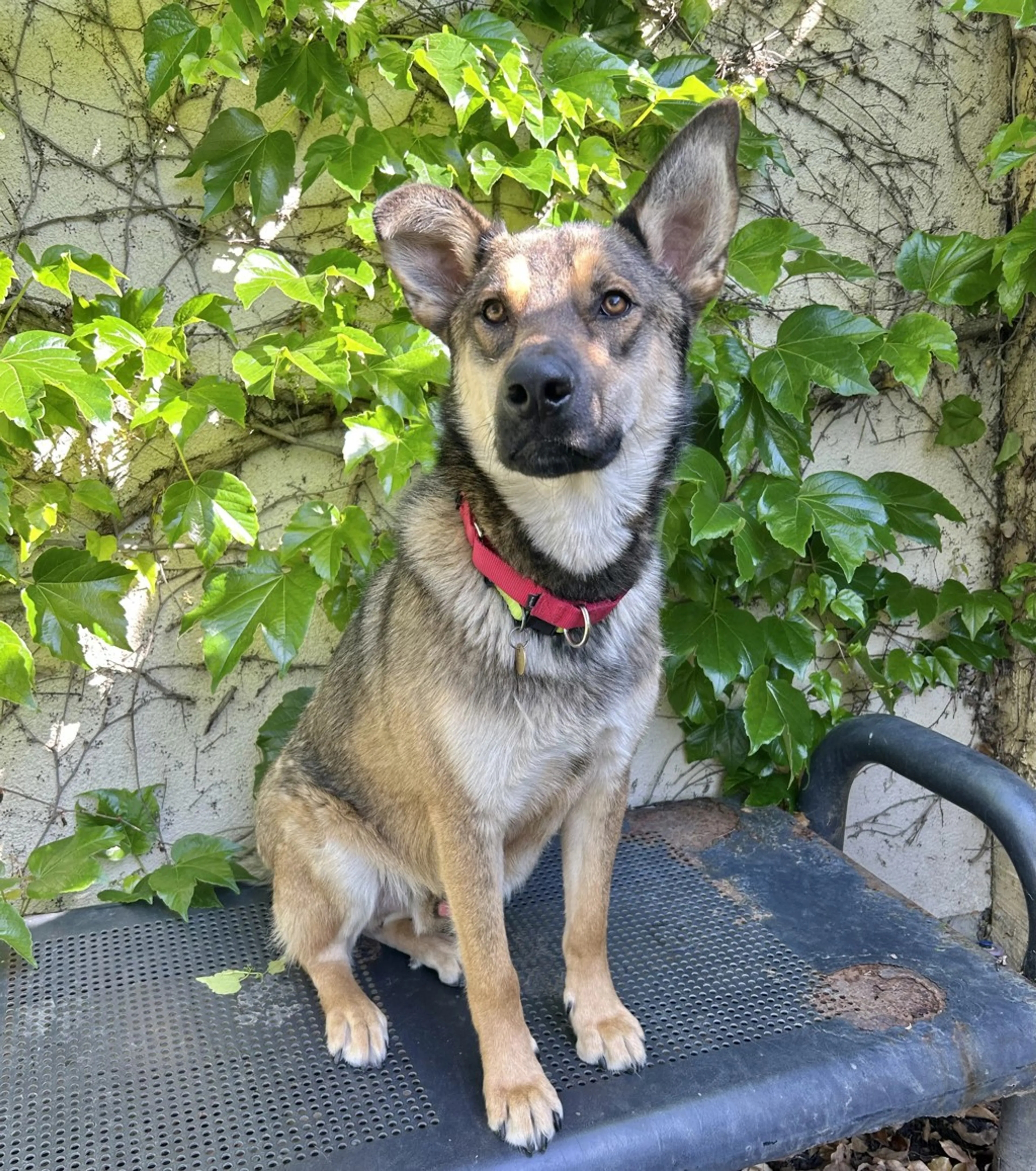 Found pet-3