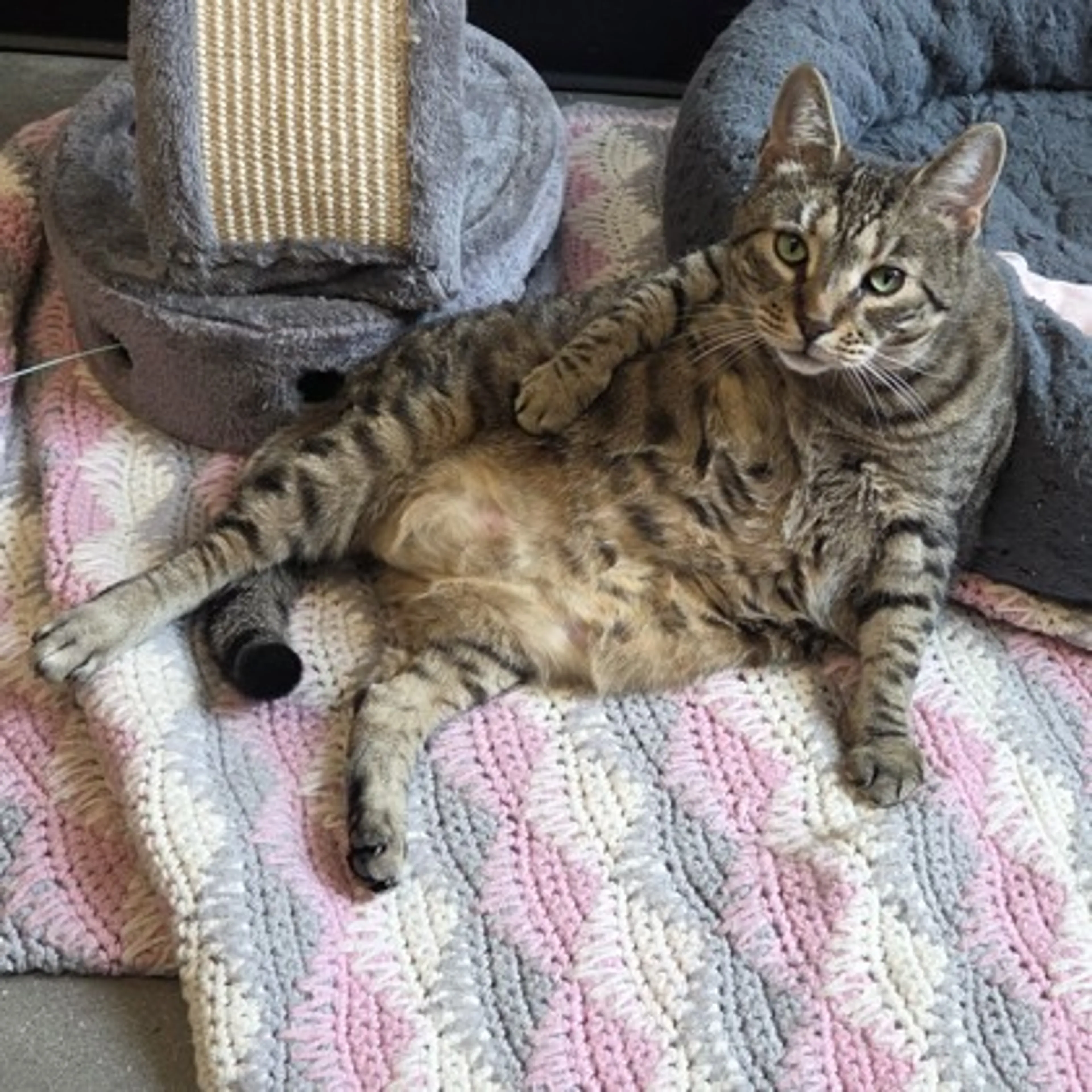 Found pet-2