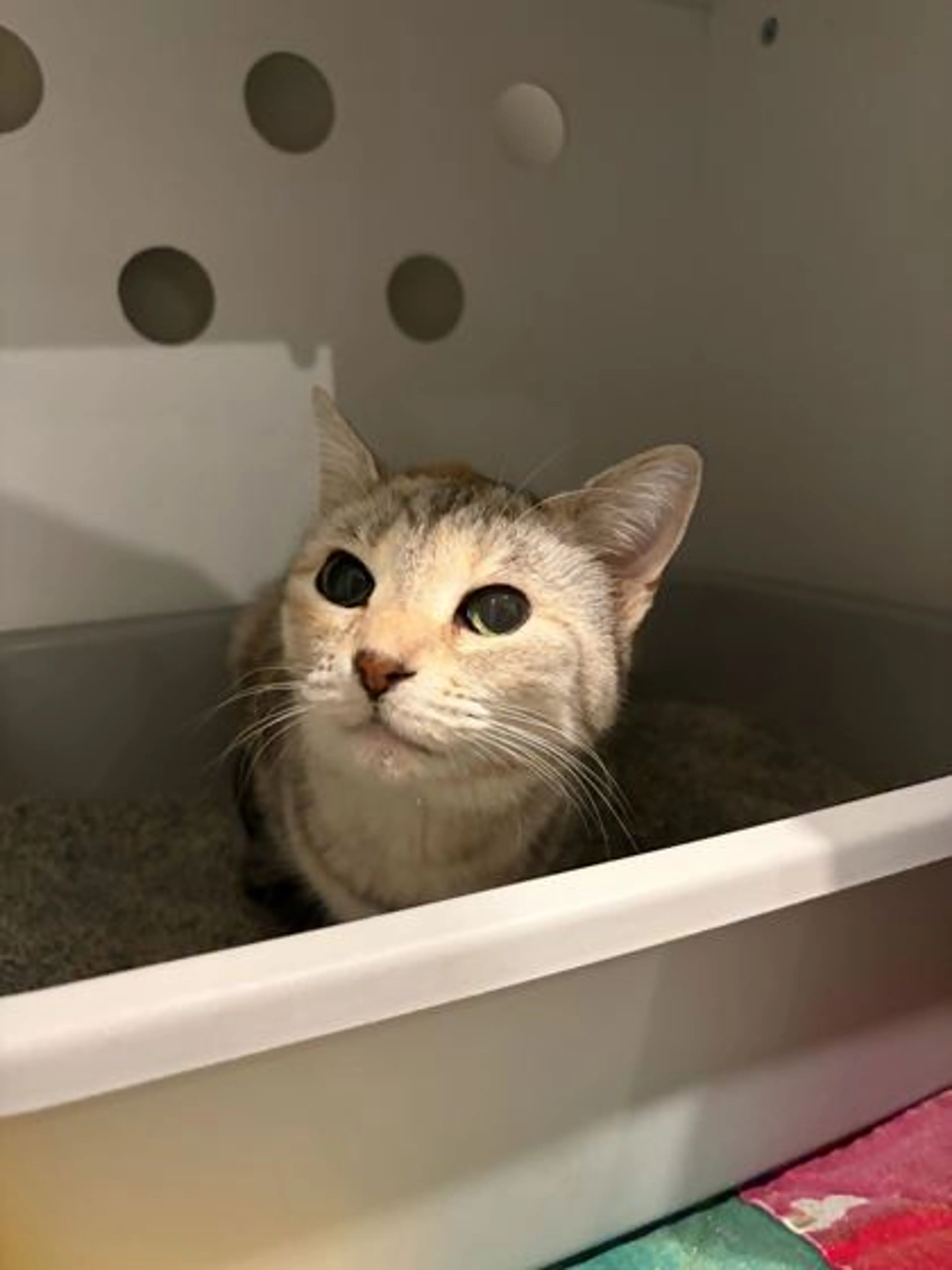 Found pet-0