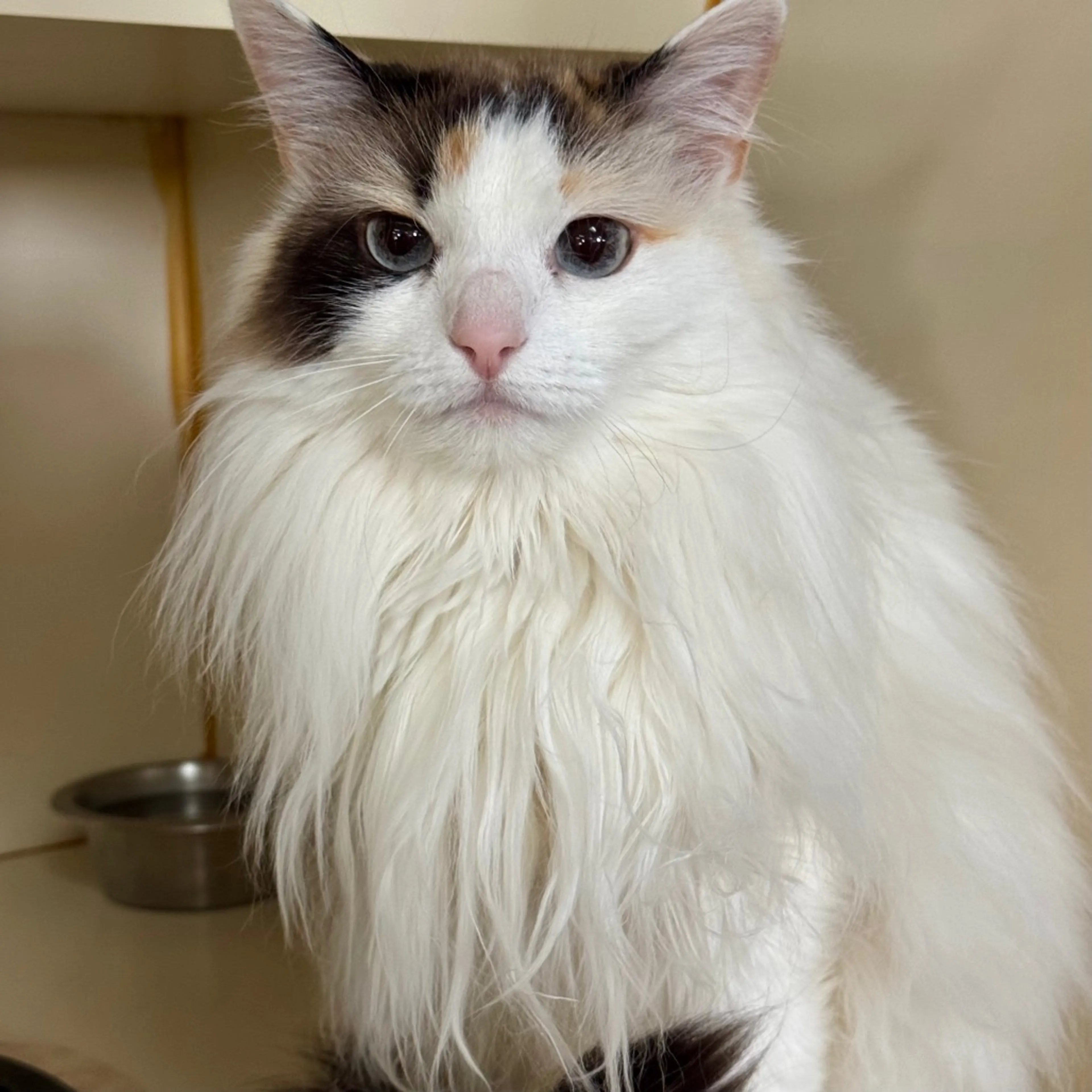 Found pet-13