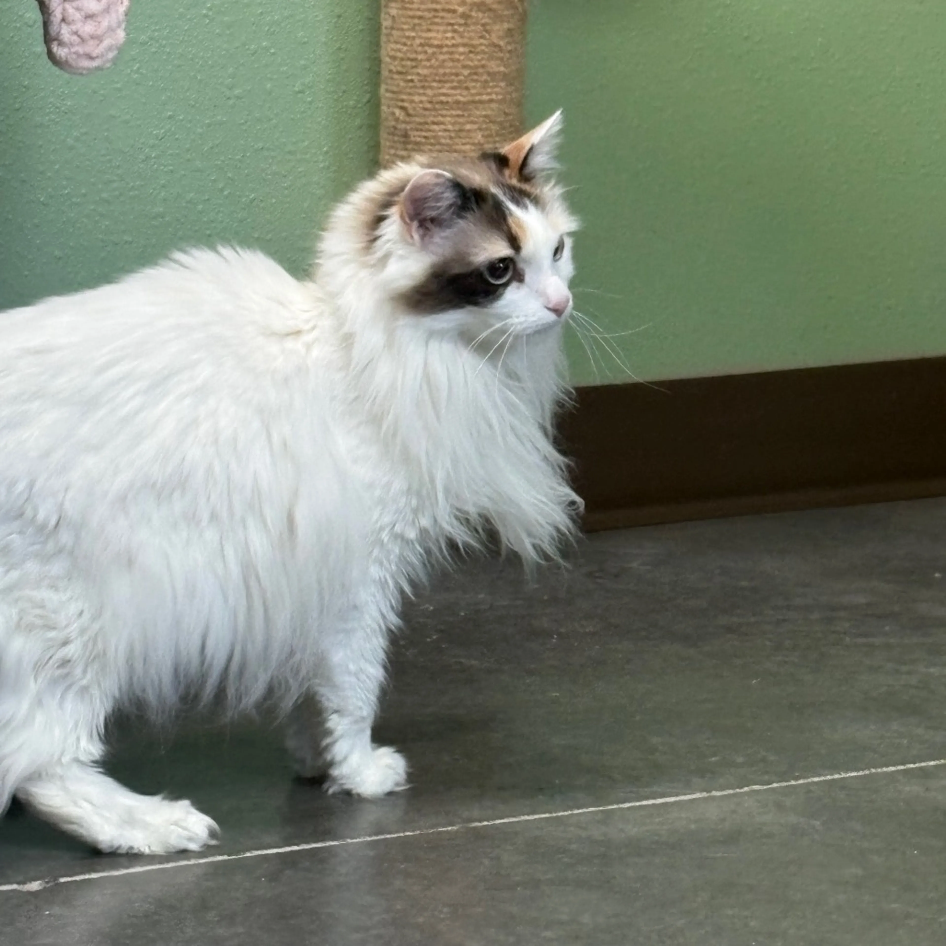 Found pet-8