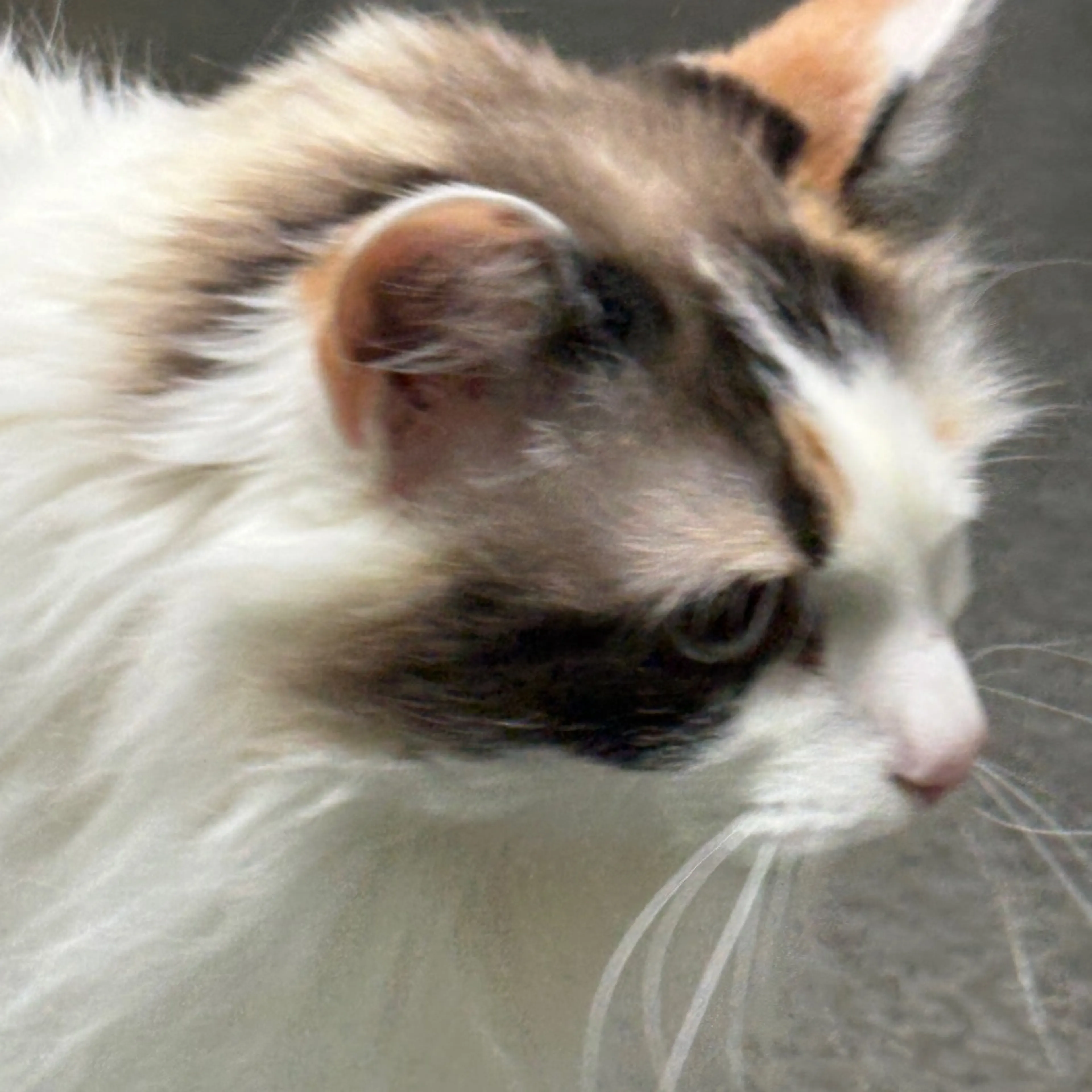 Found pet-4