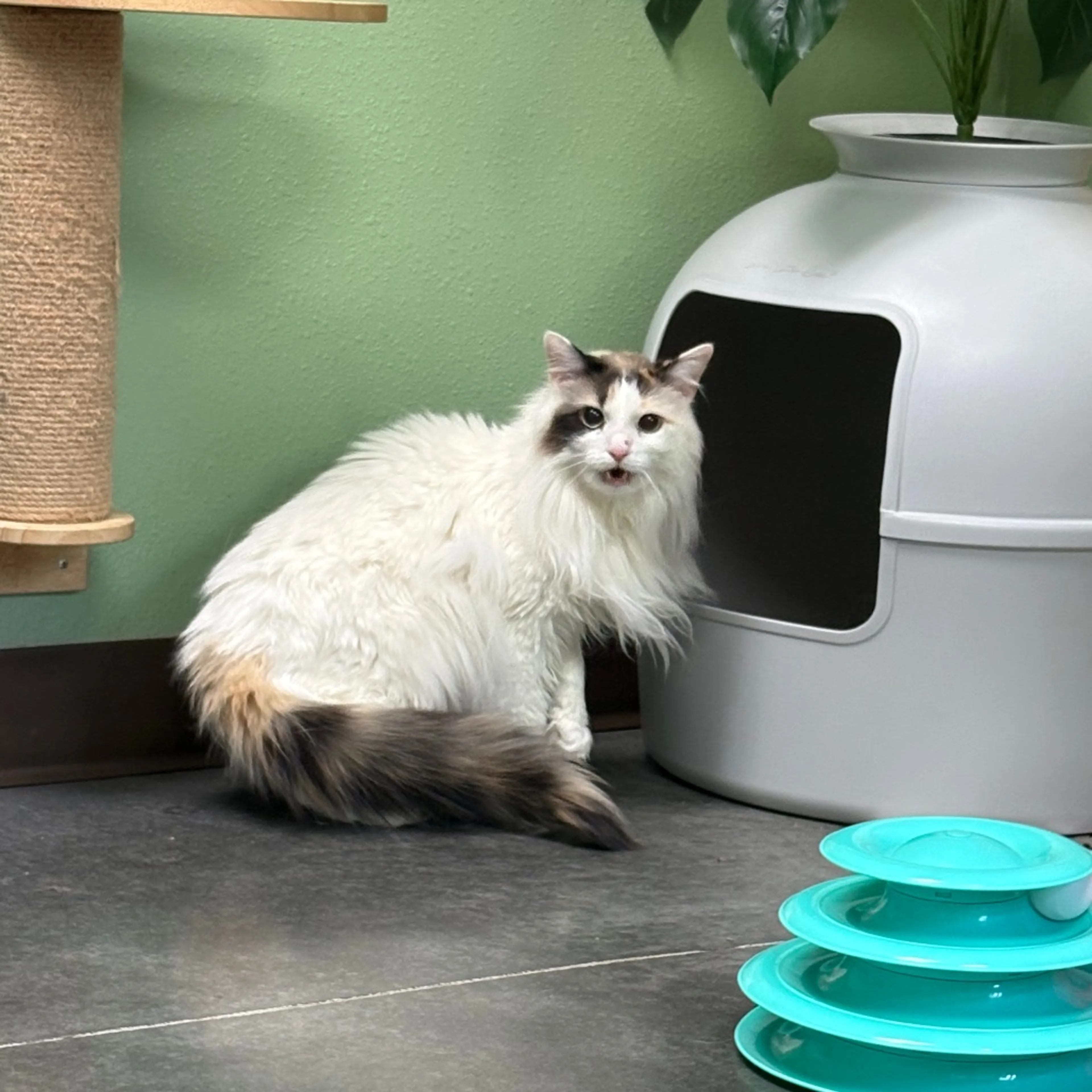 Found pet-11