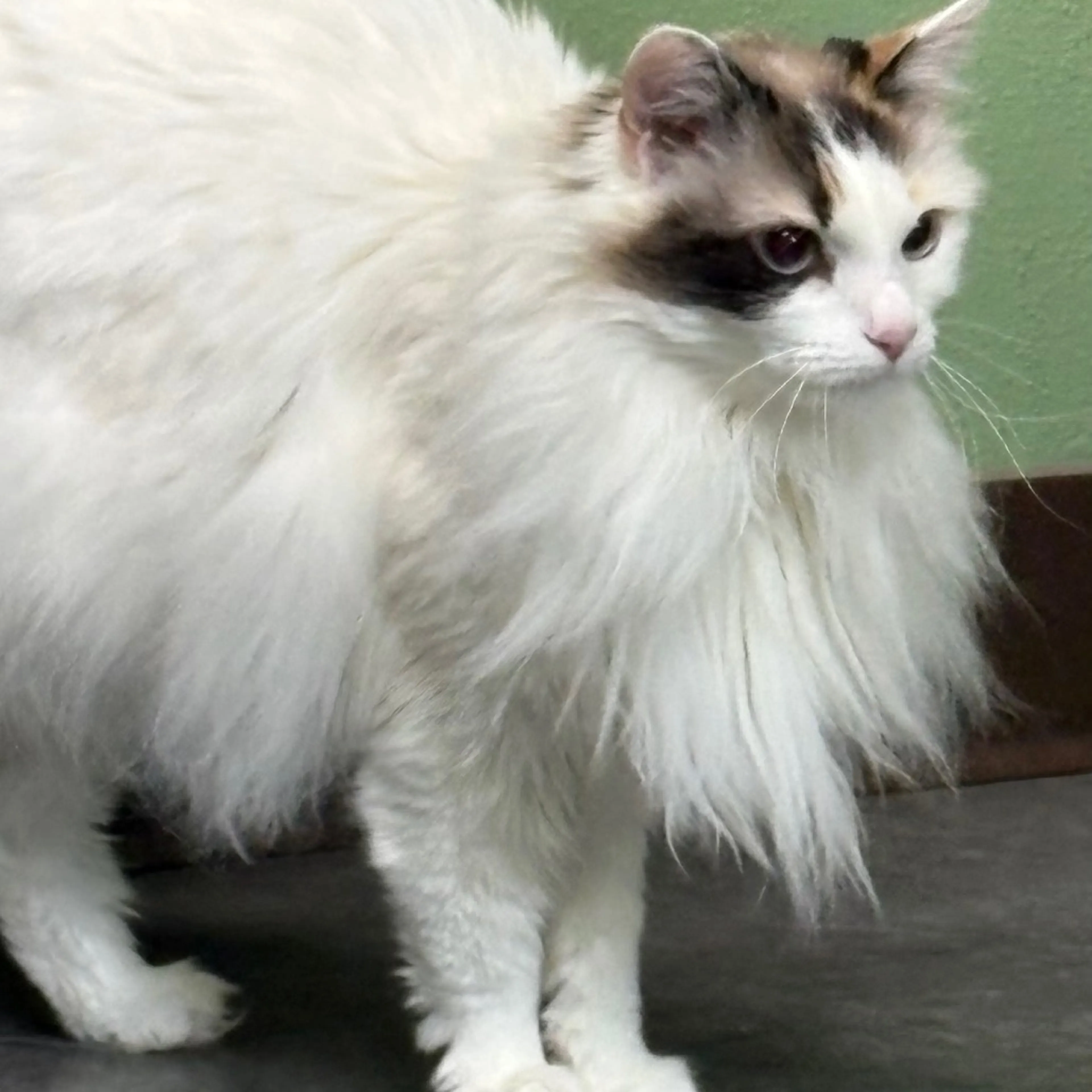 Found pet-5