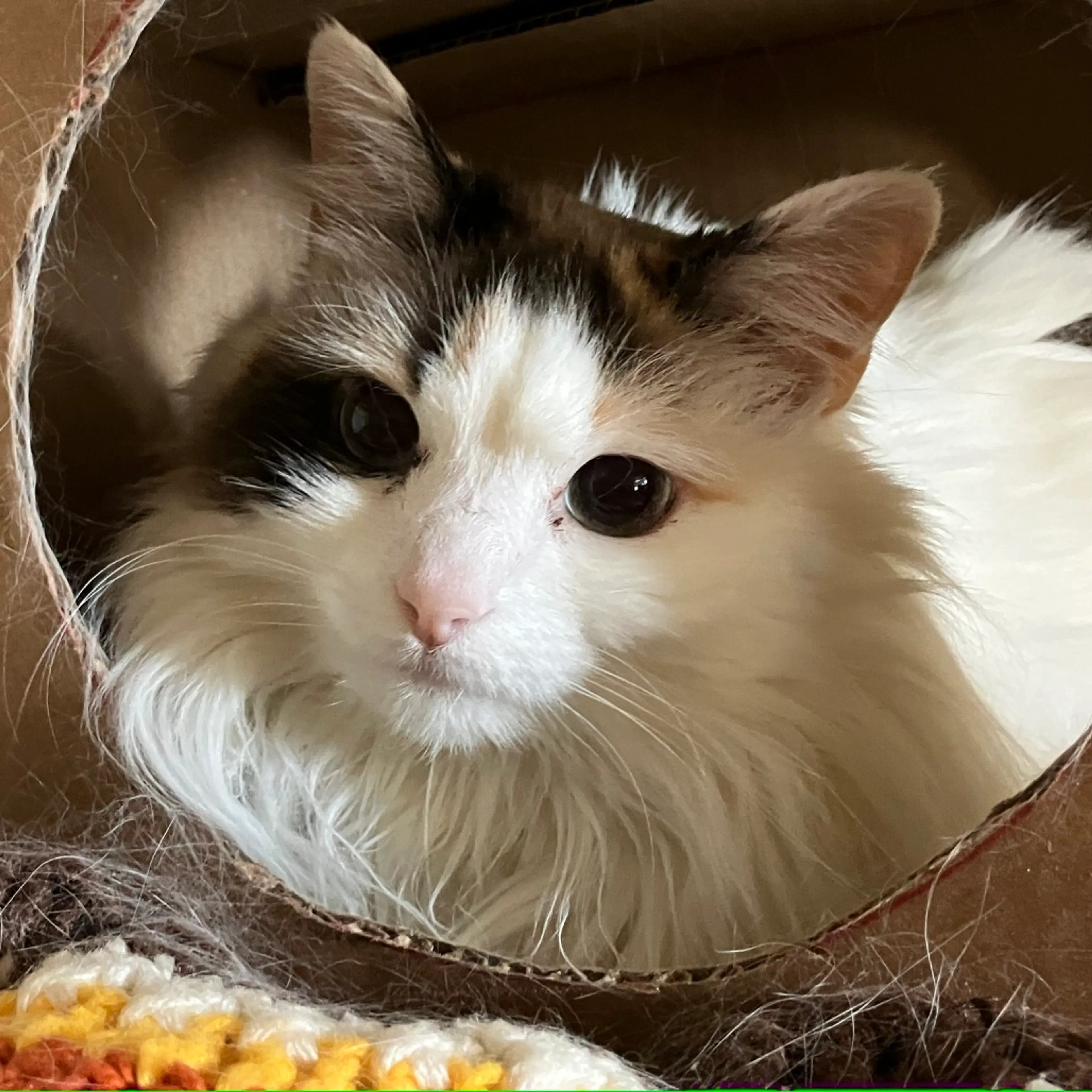 Found pet-1