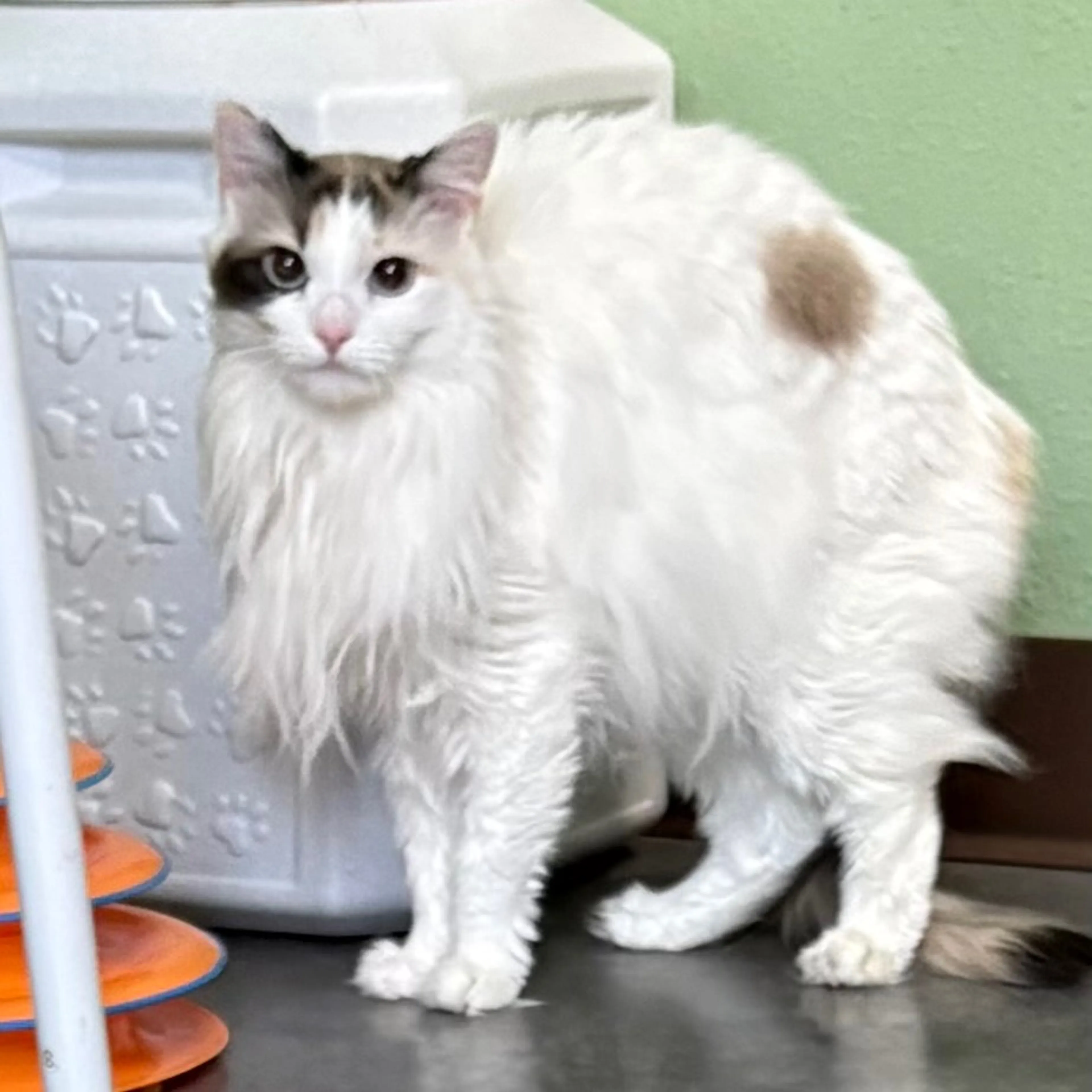 Found pet-9