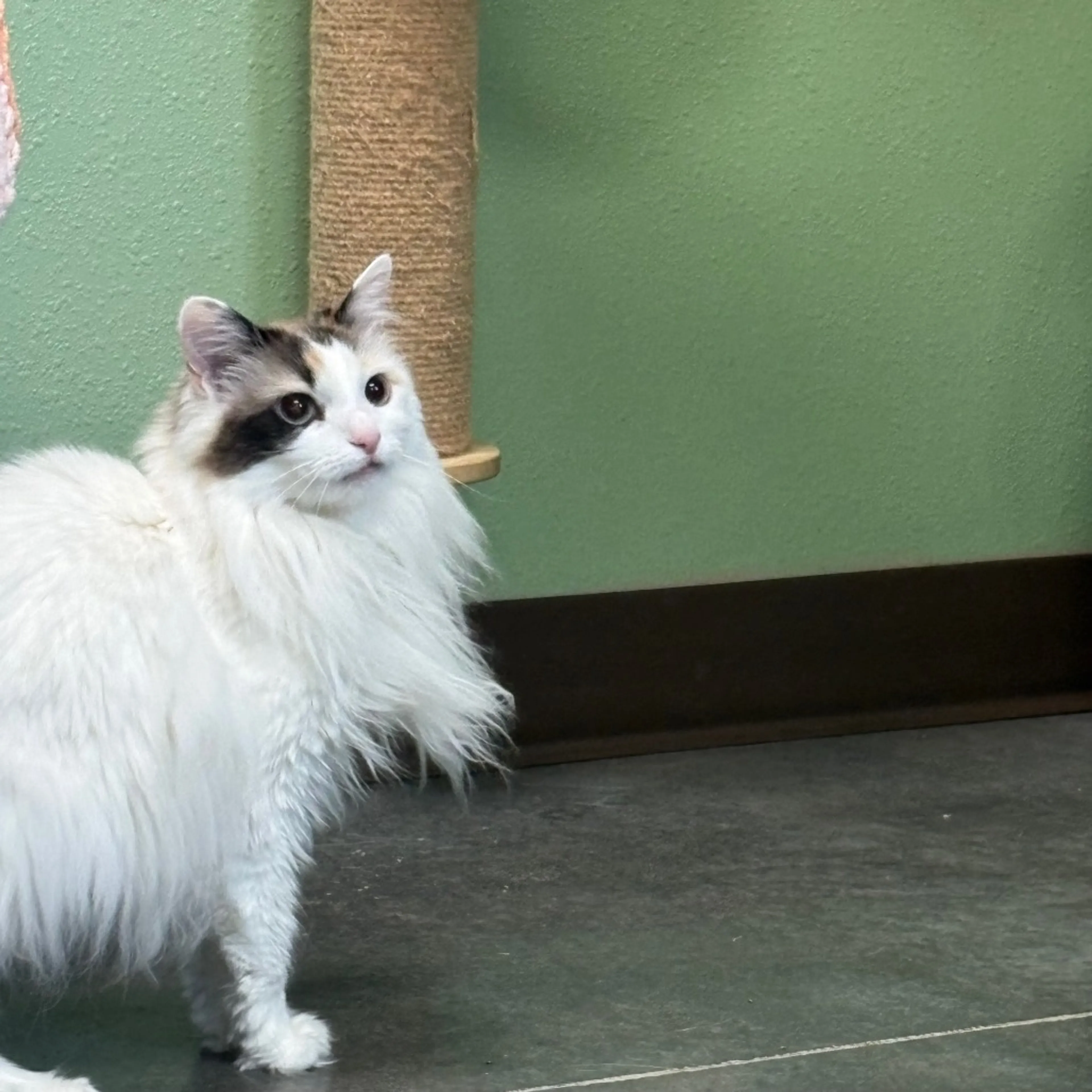 Found pet-7