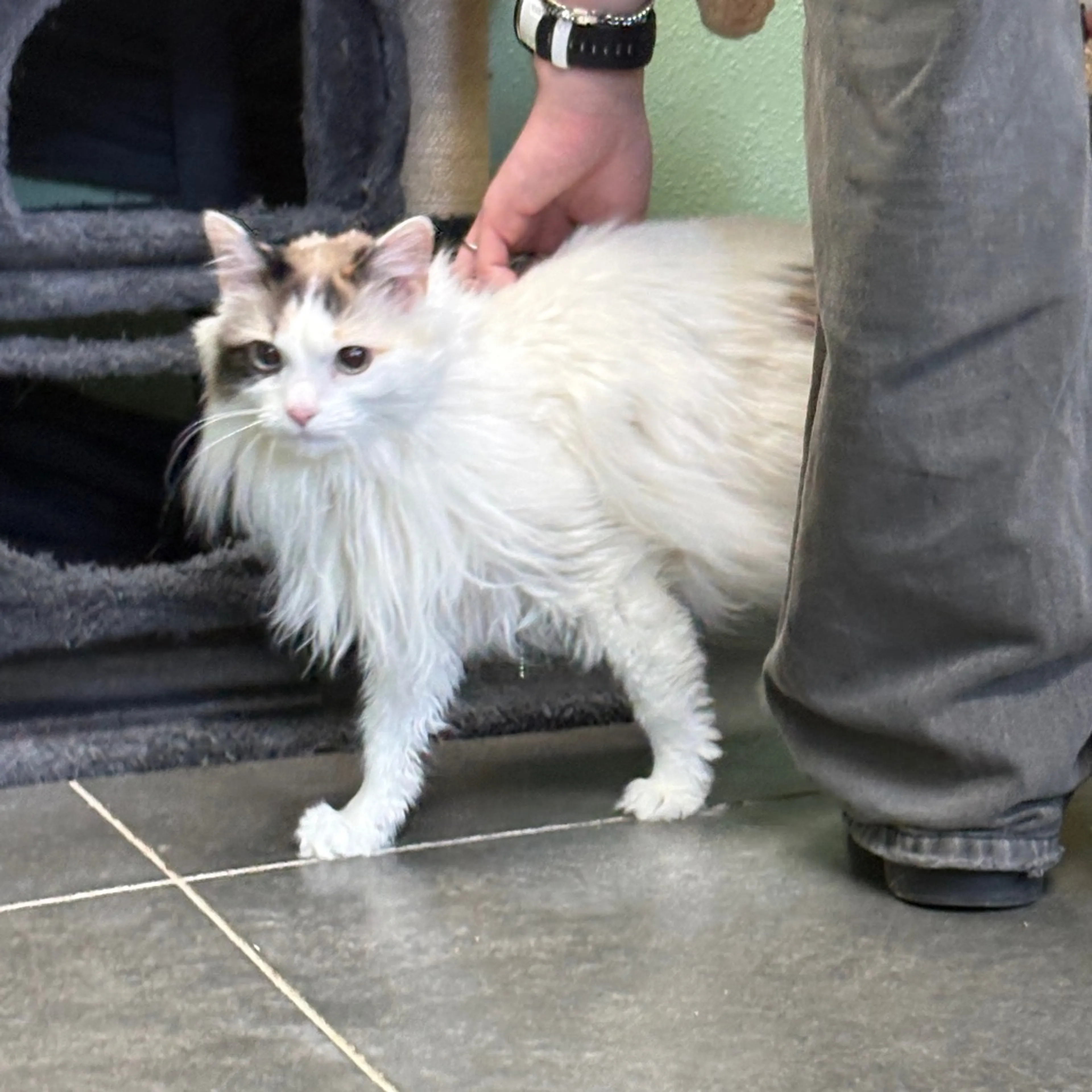 Found pet-10