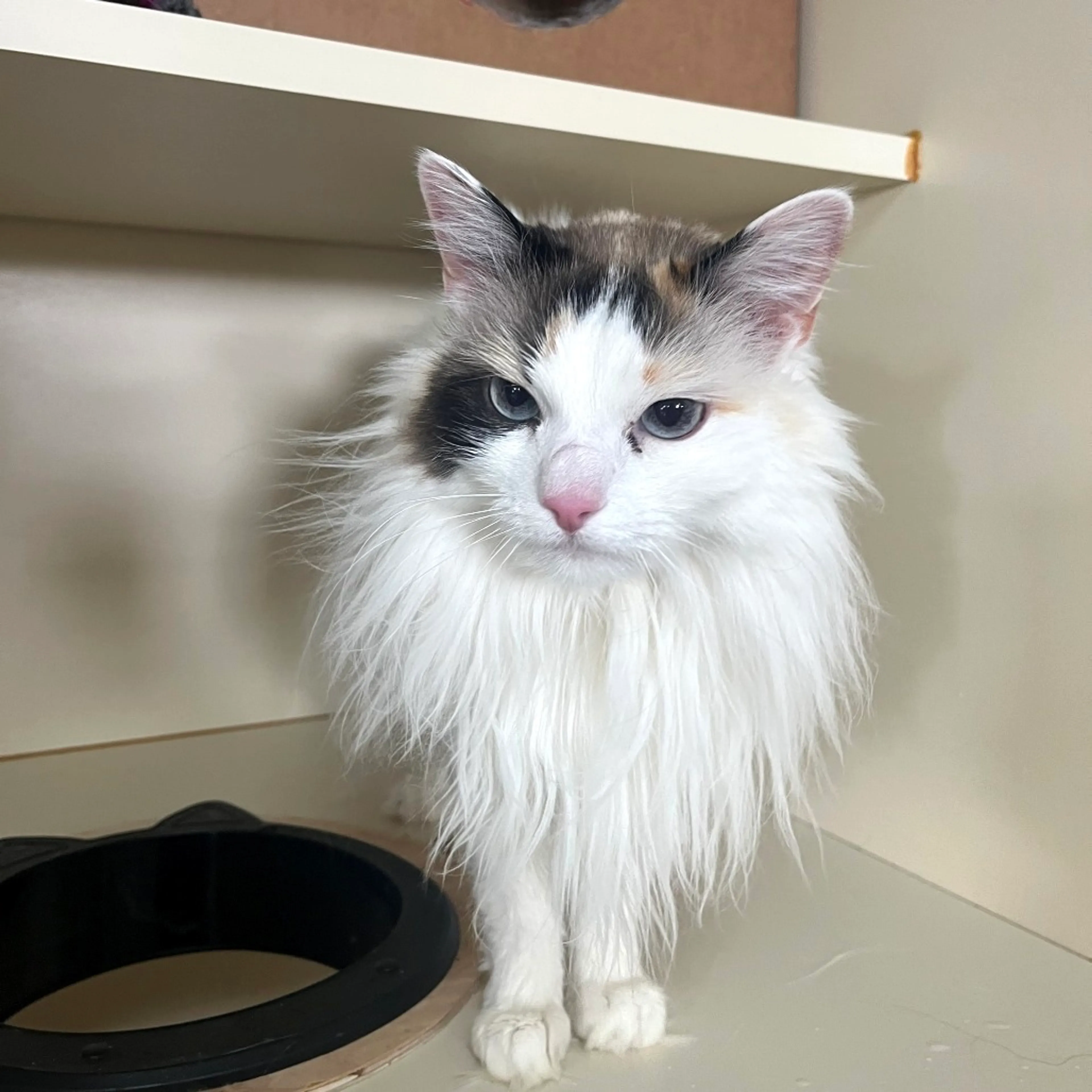 Found pet-2