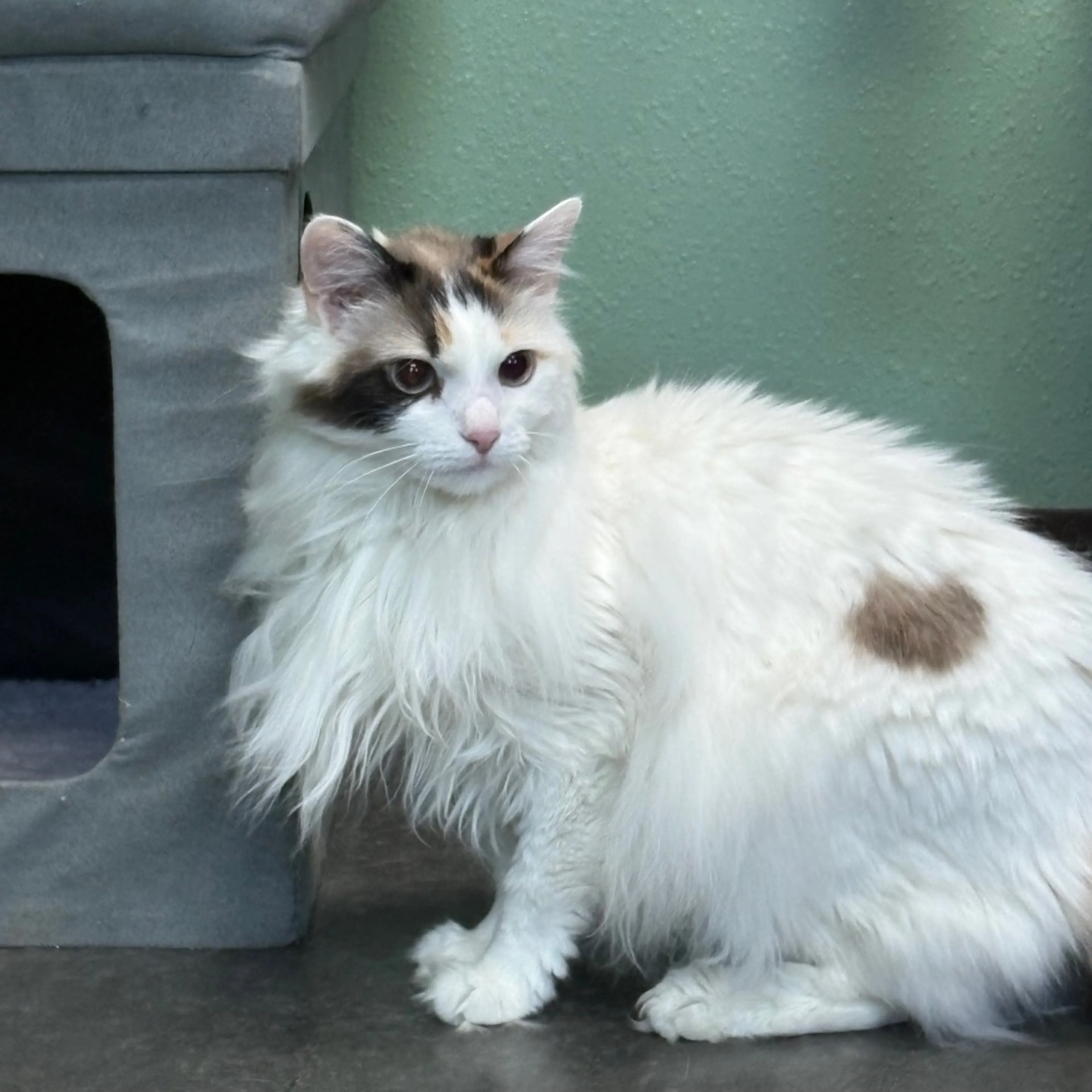 Found pet-6